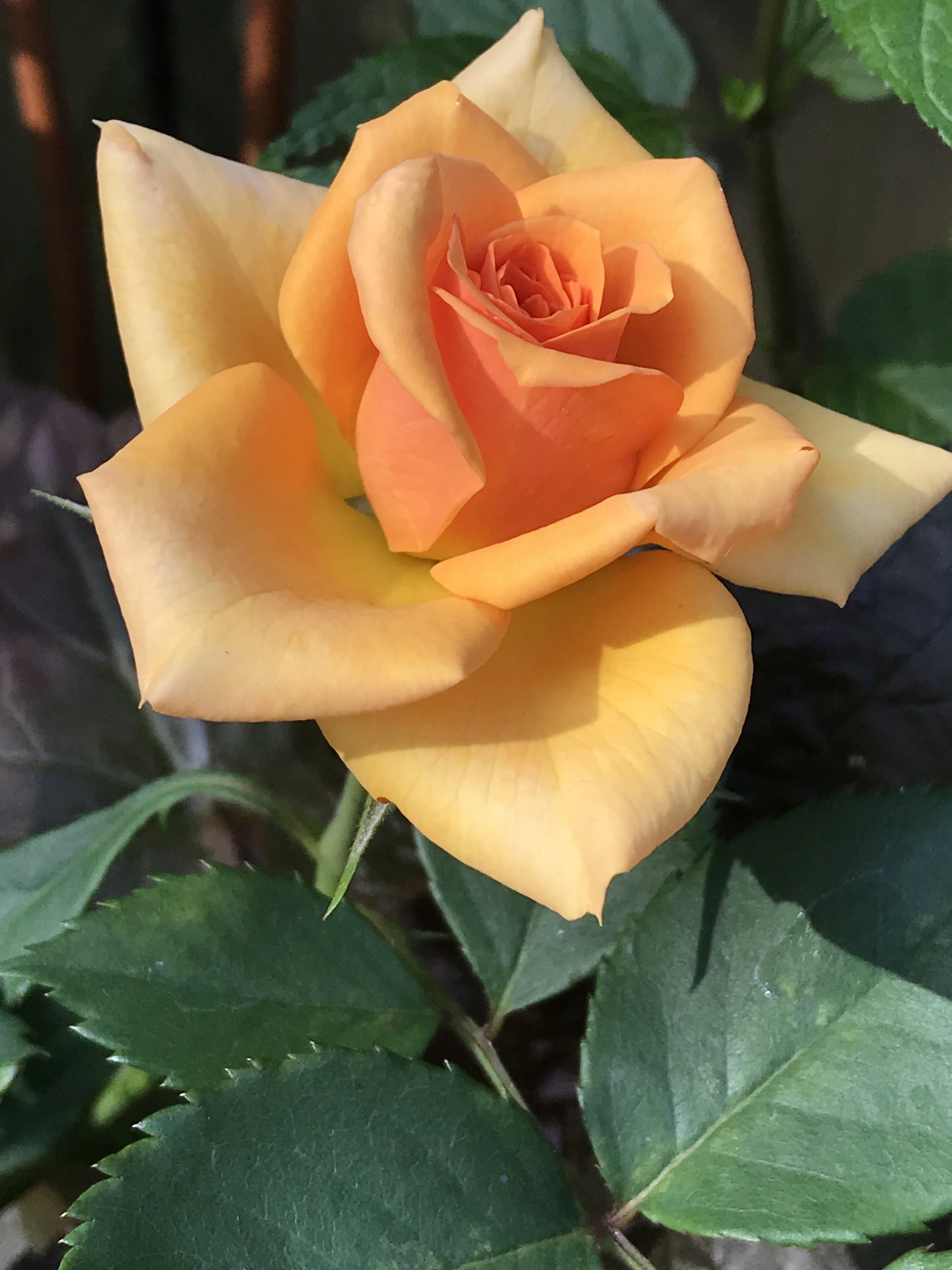 miniature roses