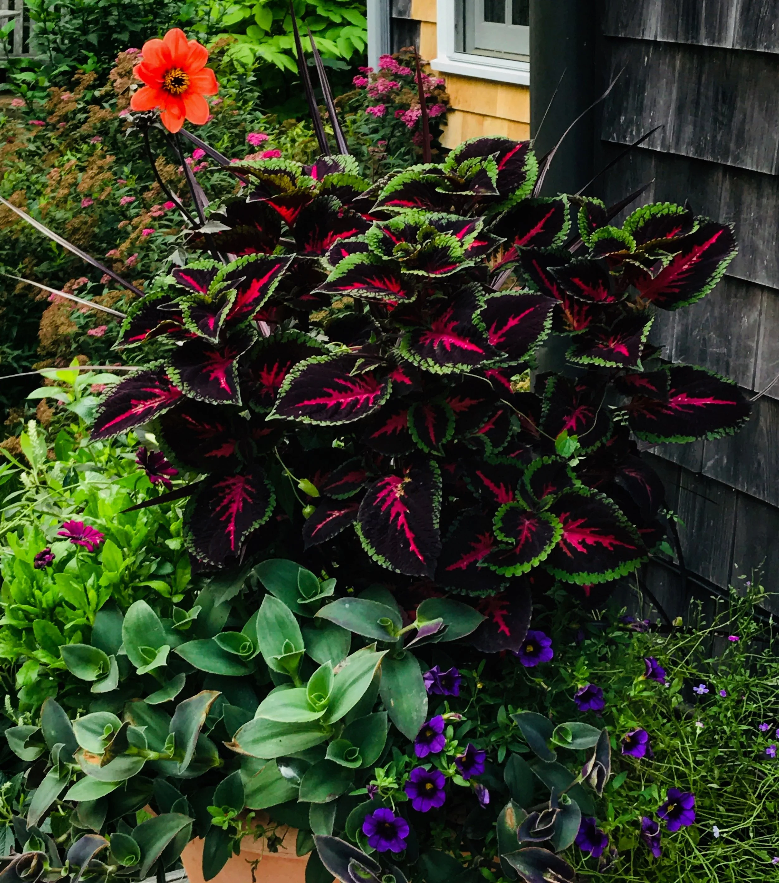 mixed planters