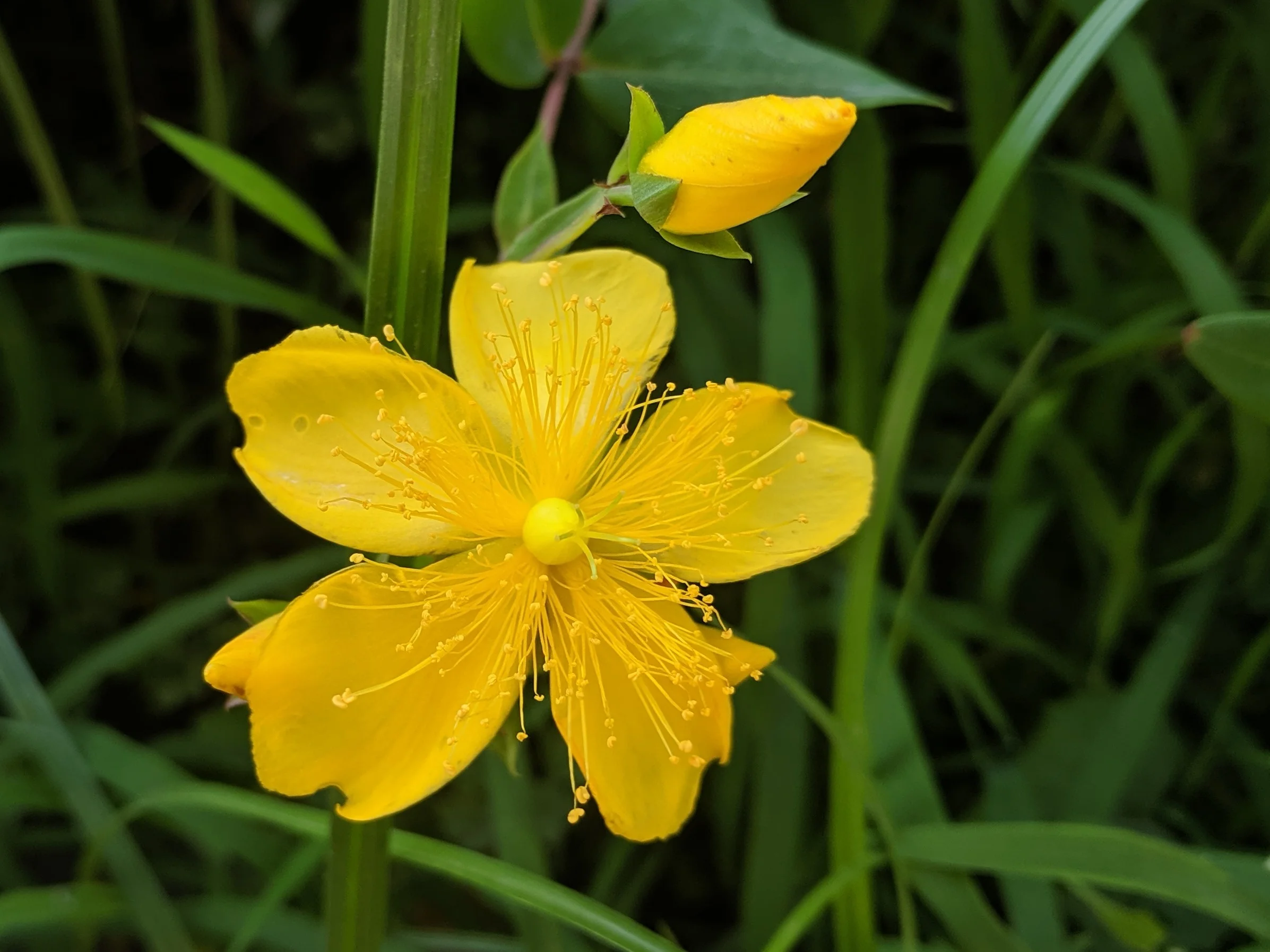 St. John’s Wort - Hypericum ‘Hidcote’
