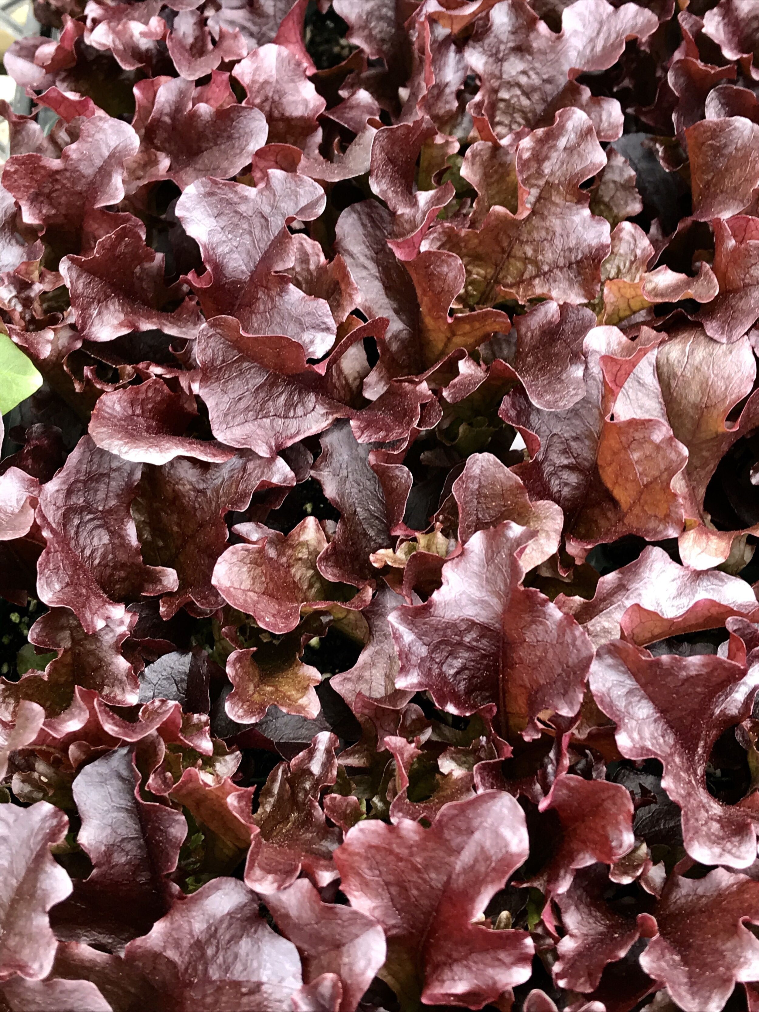 red leaf lettuce.jpeg