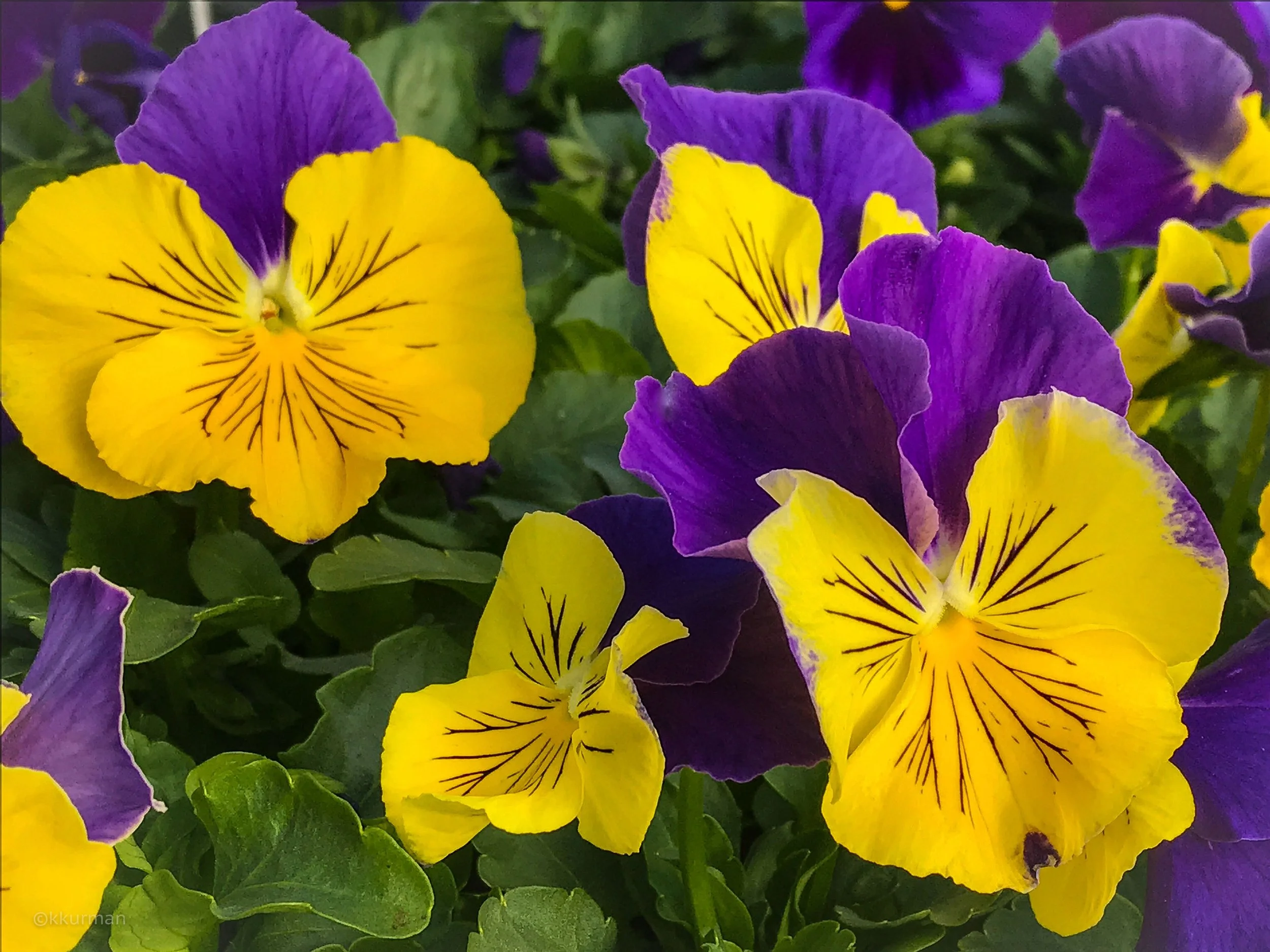 [PLANT PROFILE] PANSIES & VIOLAS — Vineyard Gardens