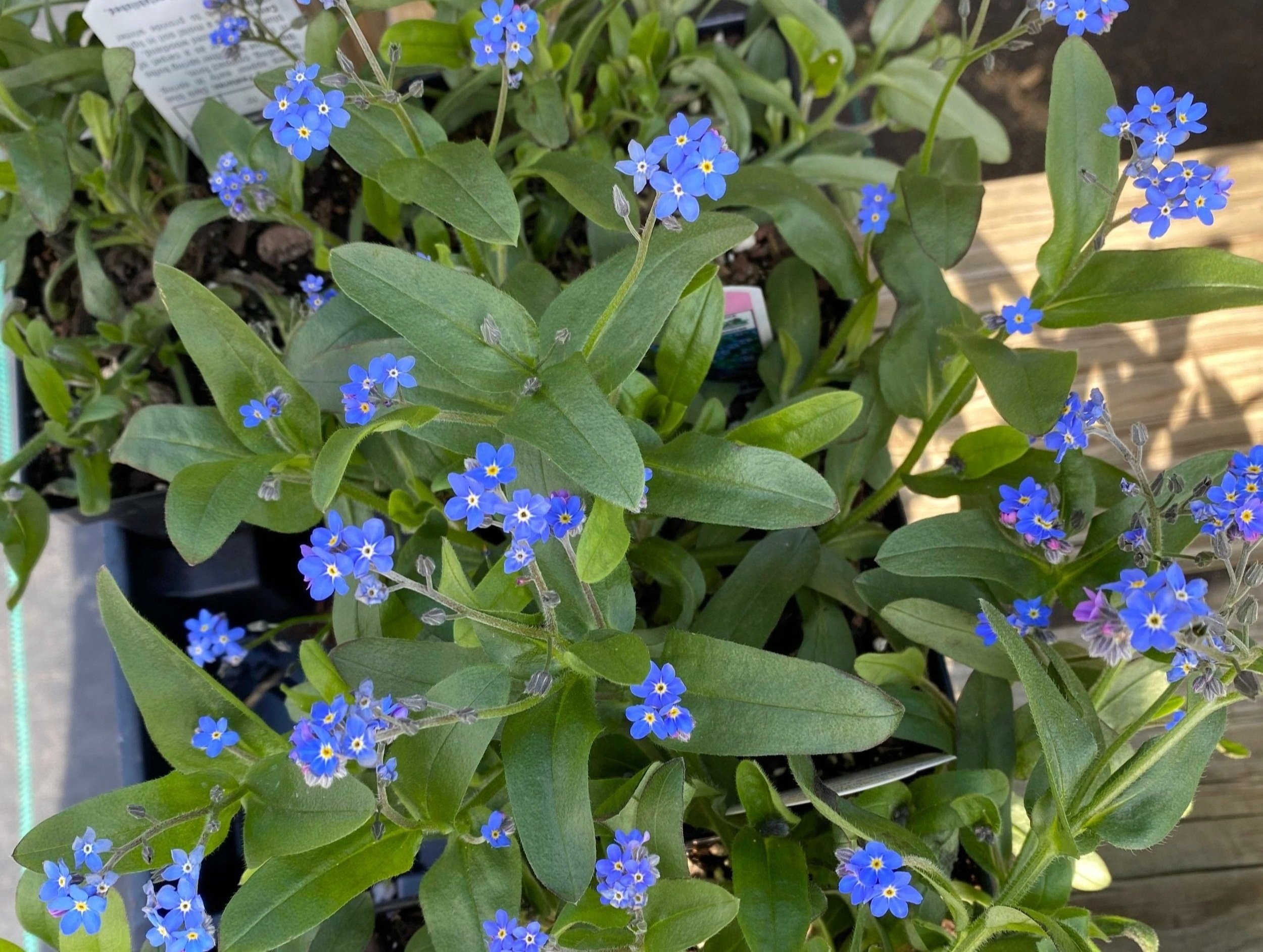 Why Won't My Forget-Me-Nots Bloom - Reasons For No Flowers On Forget-Me-Not  Plants
