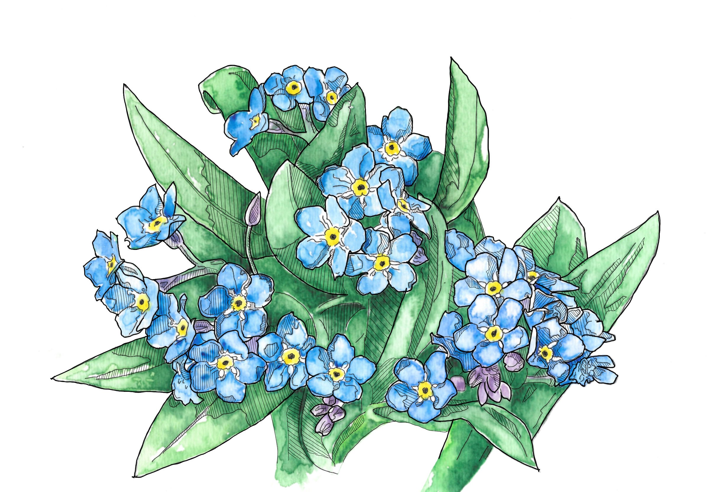 Forget-Me-Nots  Curbstone Valley