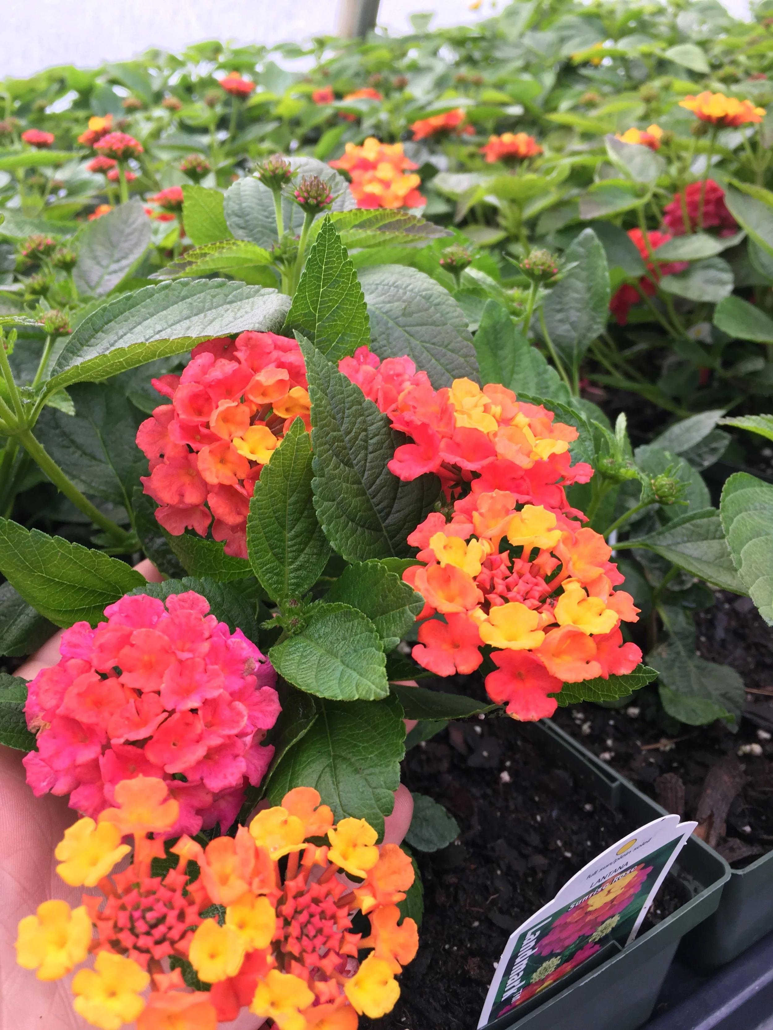 DEER RESISTANT PLANTS — Vineyard Gardens