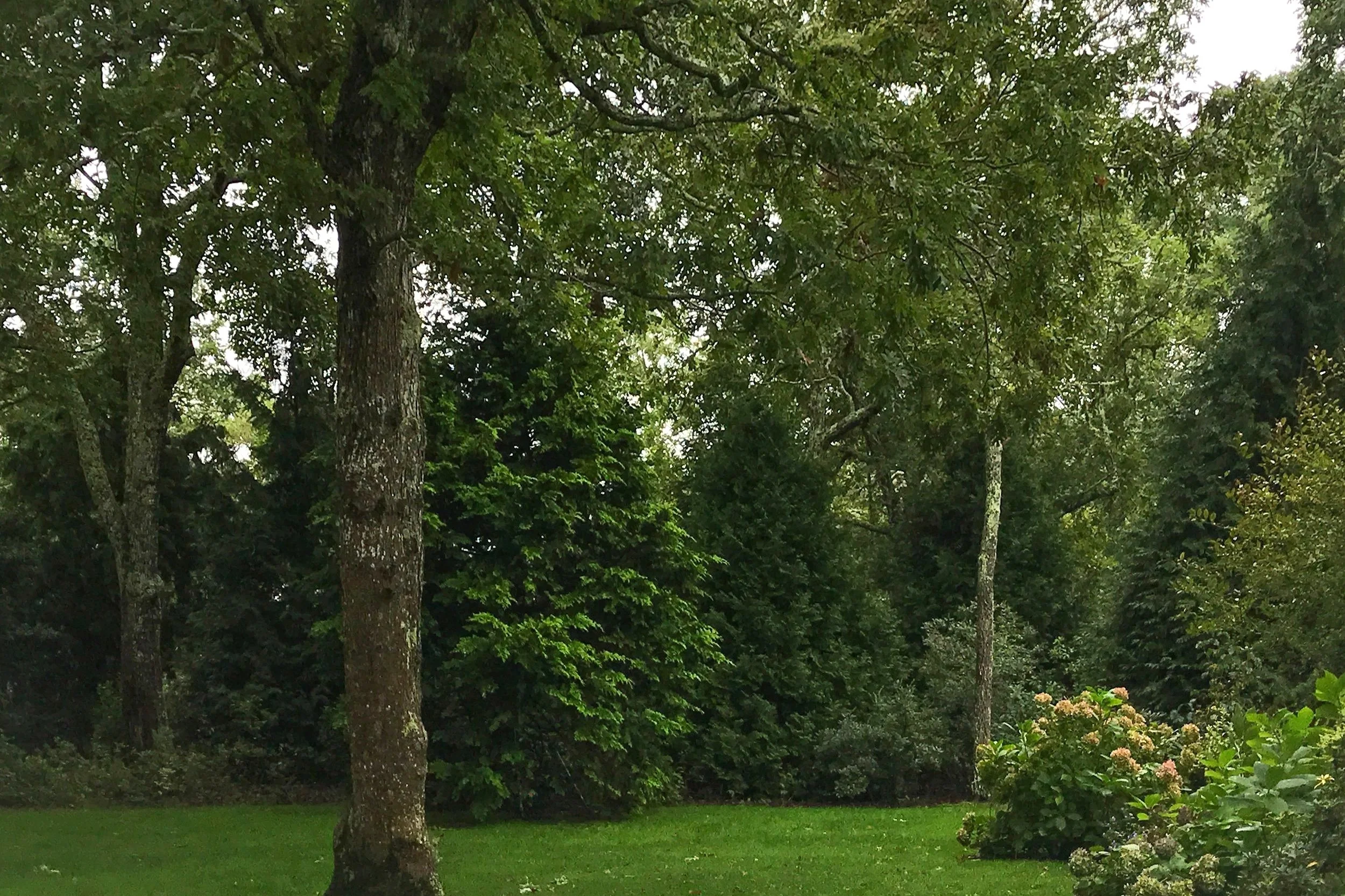 EVERGREENS FOR SCREENING — Vineyard Gardens