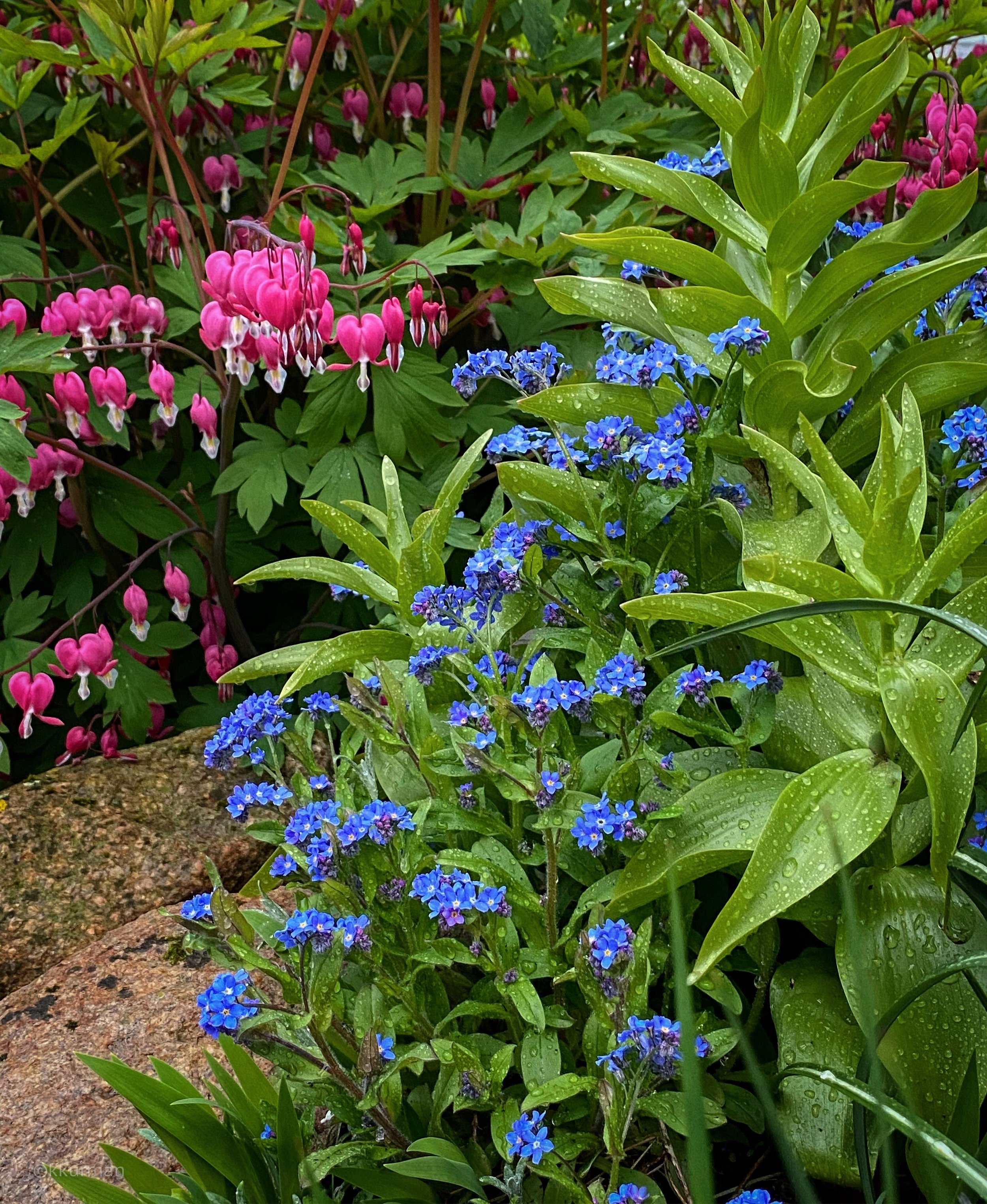 forgetmenots & bleeding hearts.jpeg