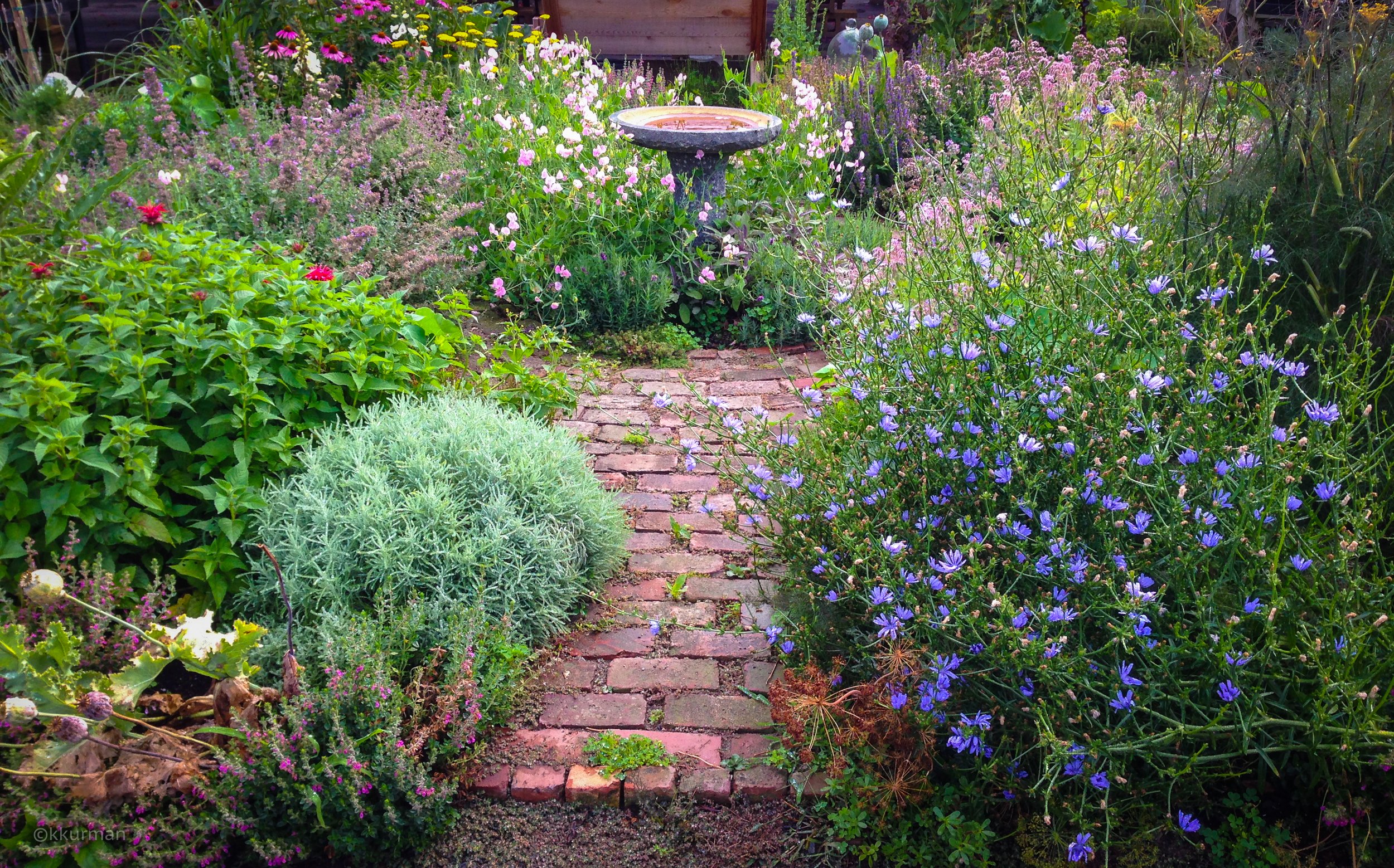 herb garden-1.jpg