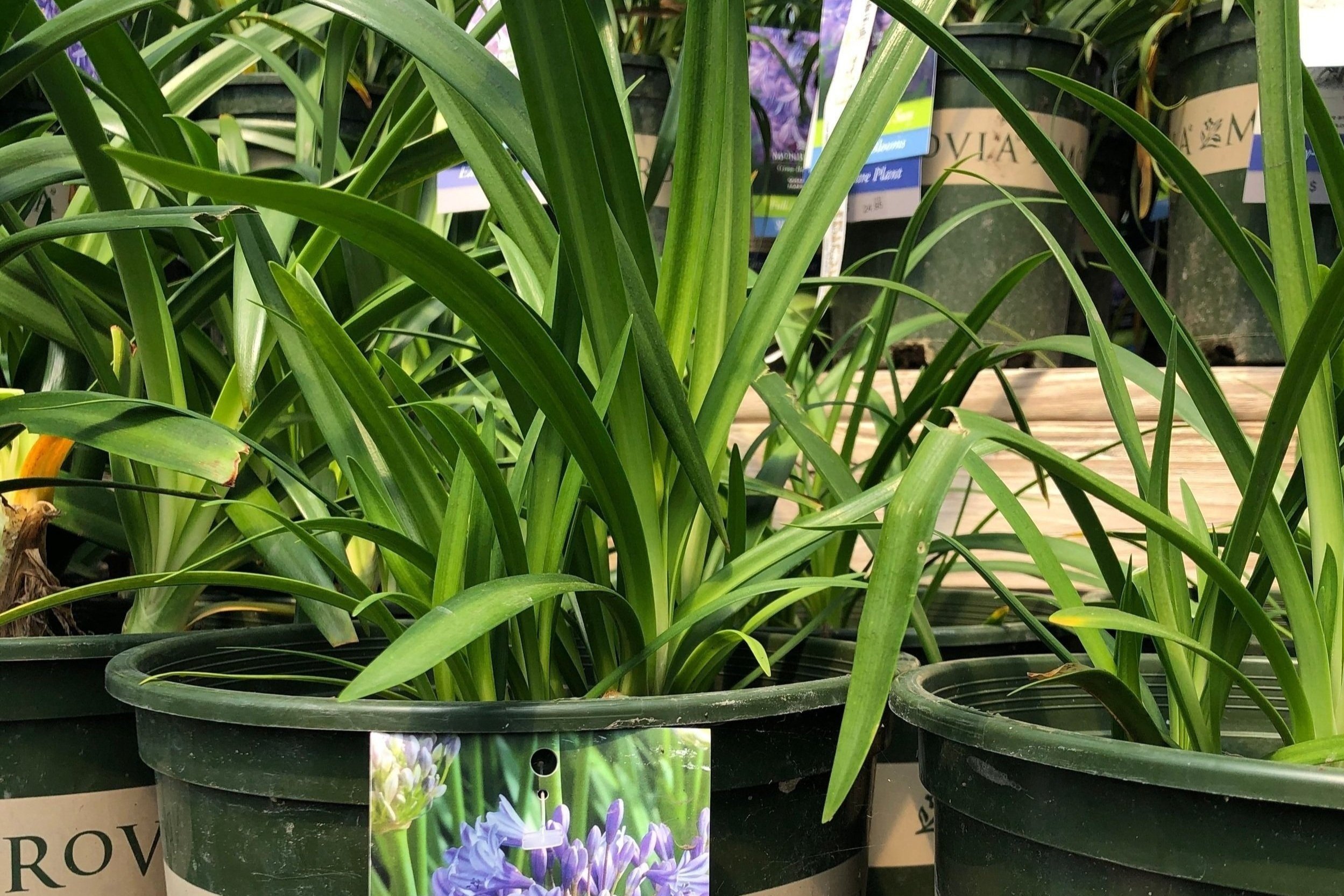 Agapanthus Midknight Blue