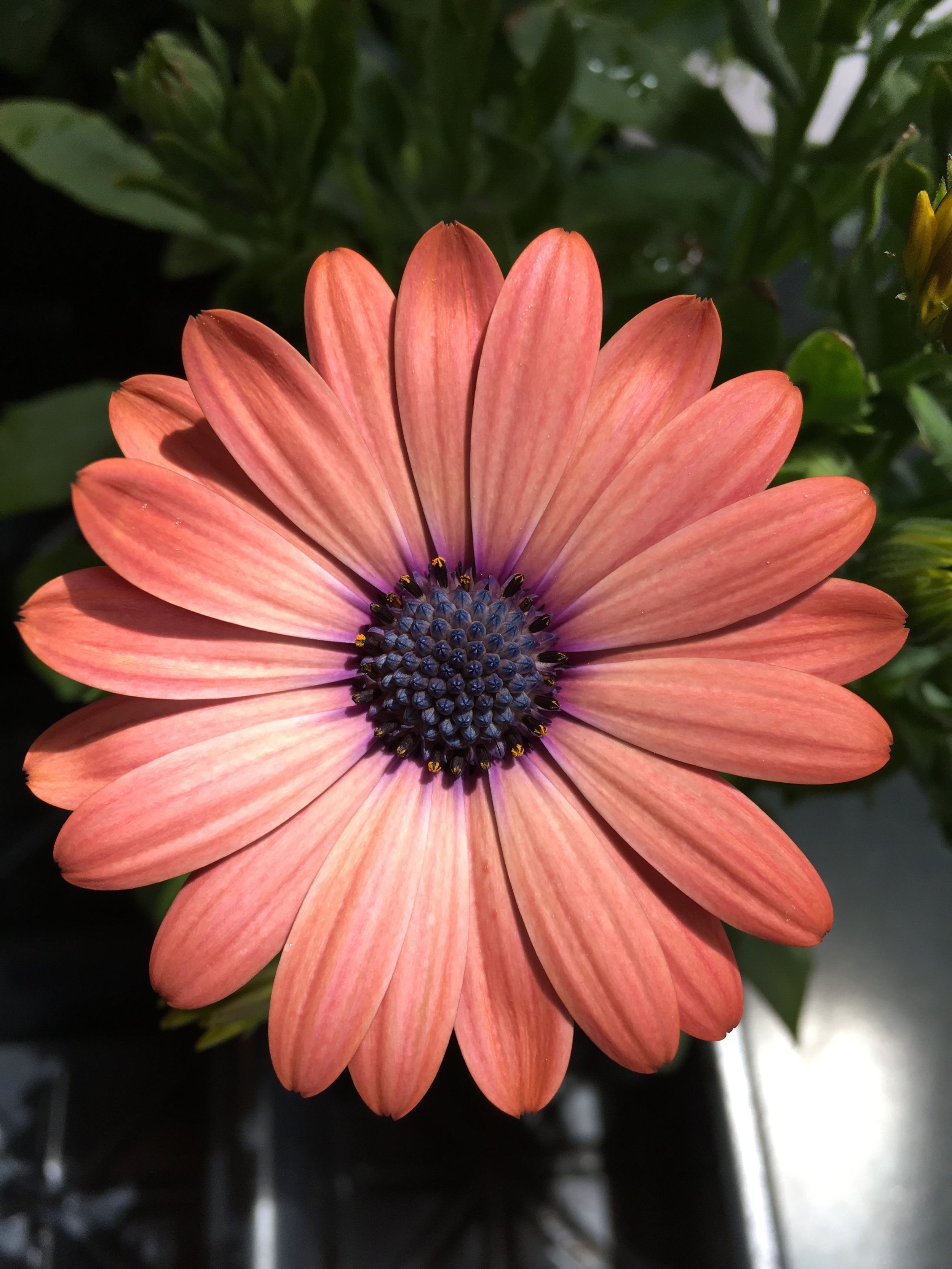 Osteospermum Serenity Bronze