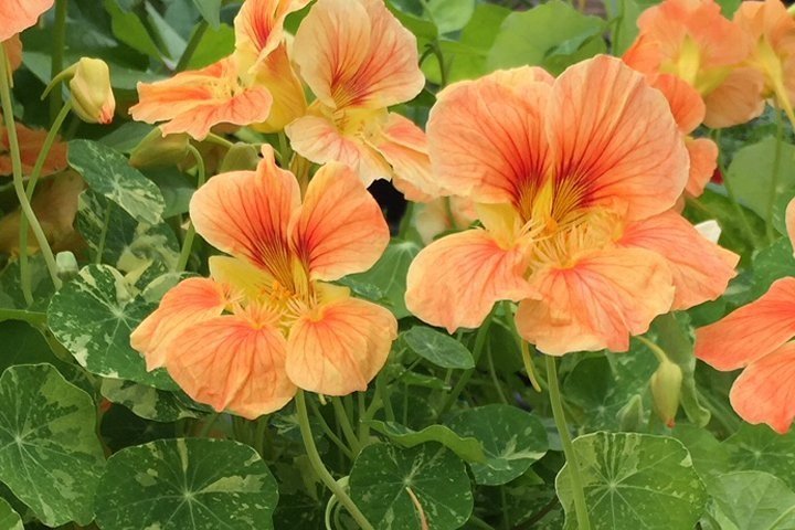 Nasturtiums