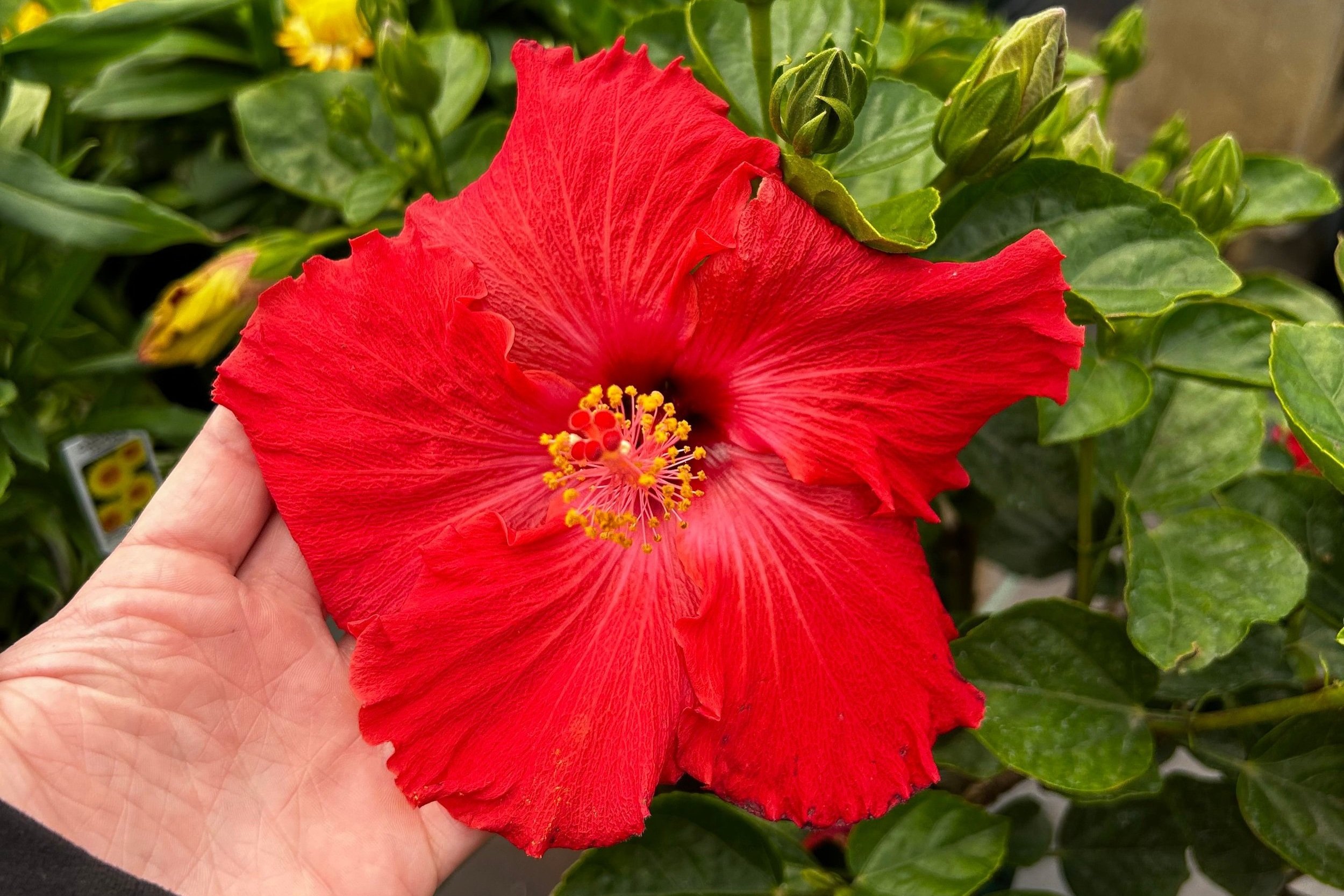 Hibiscus Tropical Jewel Ruby