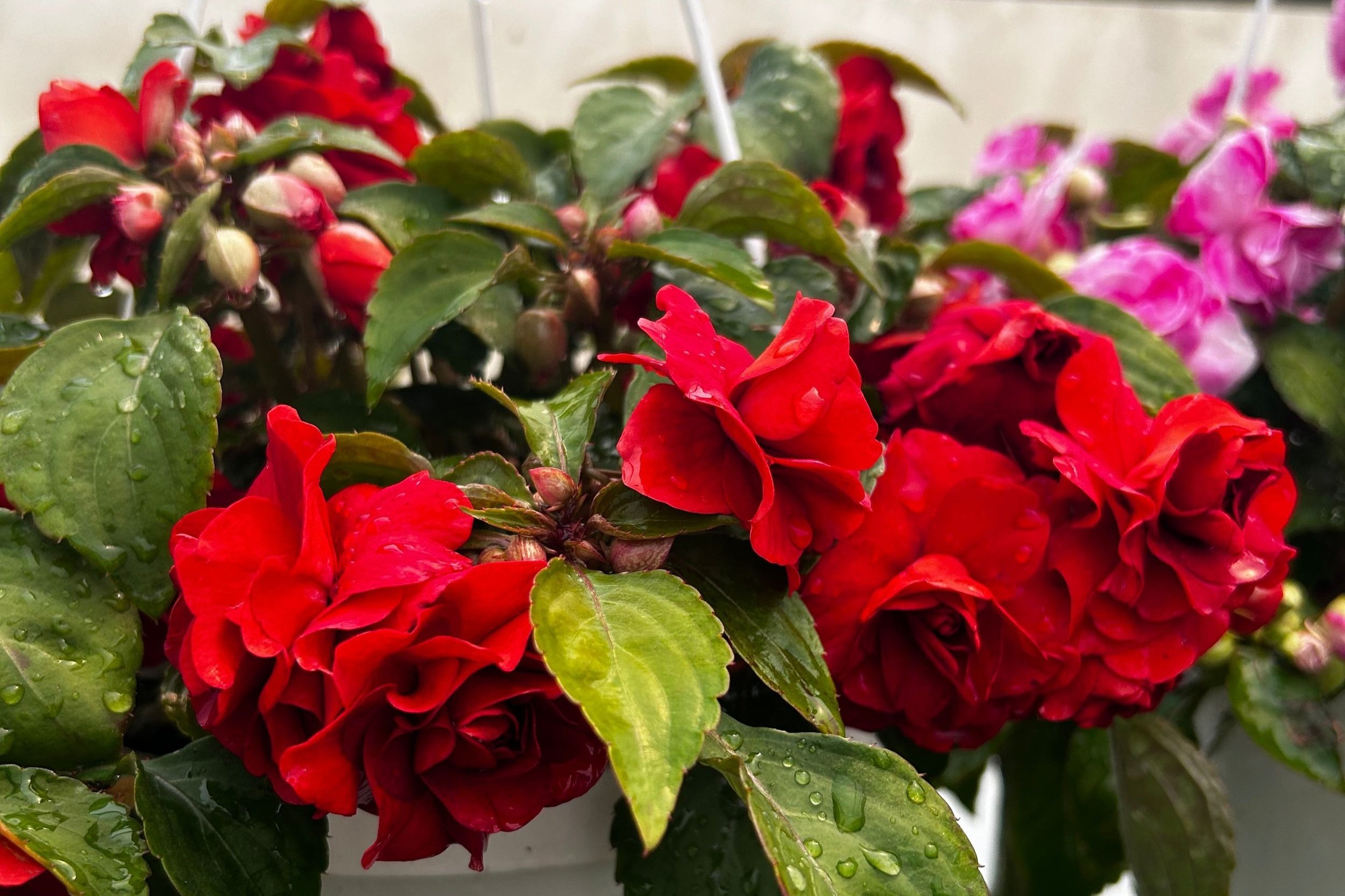 Impatiens Double Sparkler Dark Red