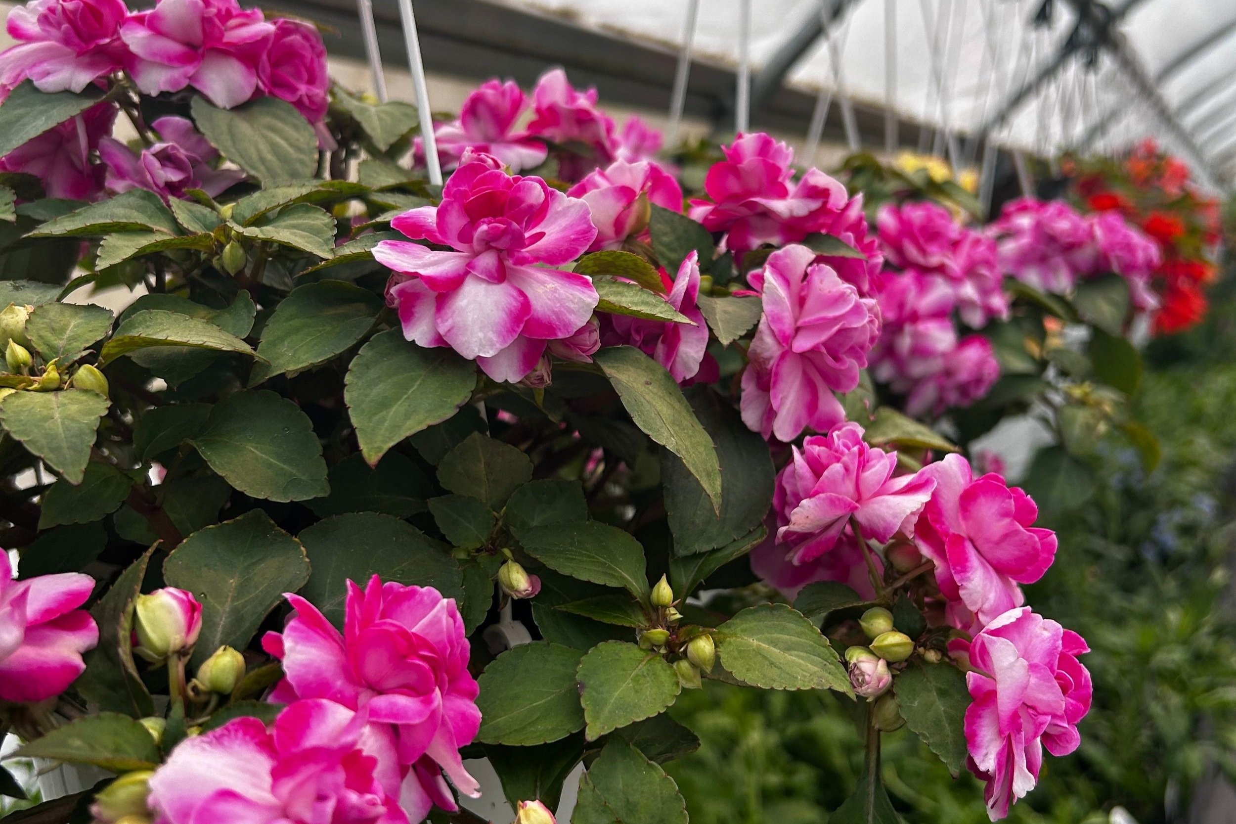 Impatiens Double Sparkler Hot Pink