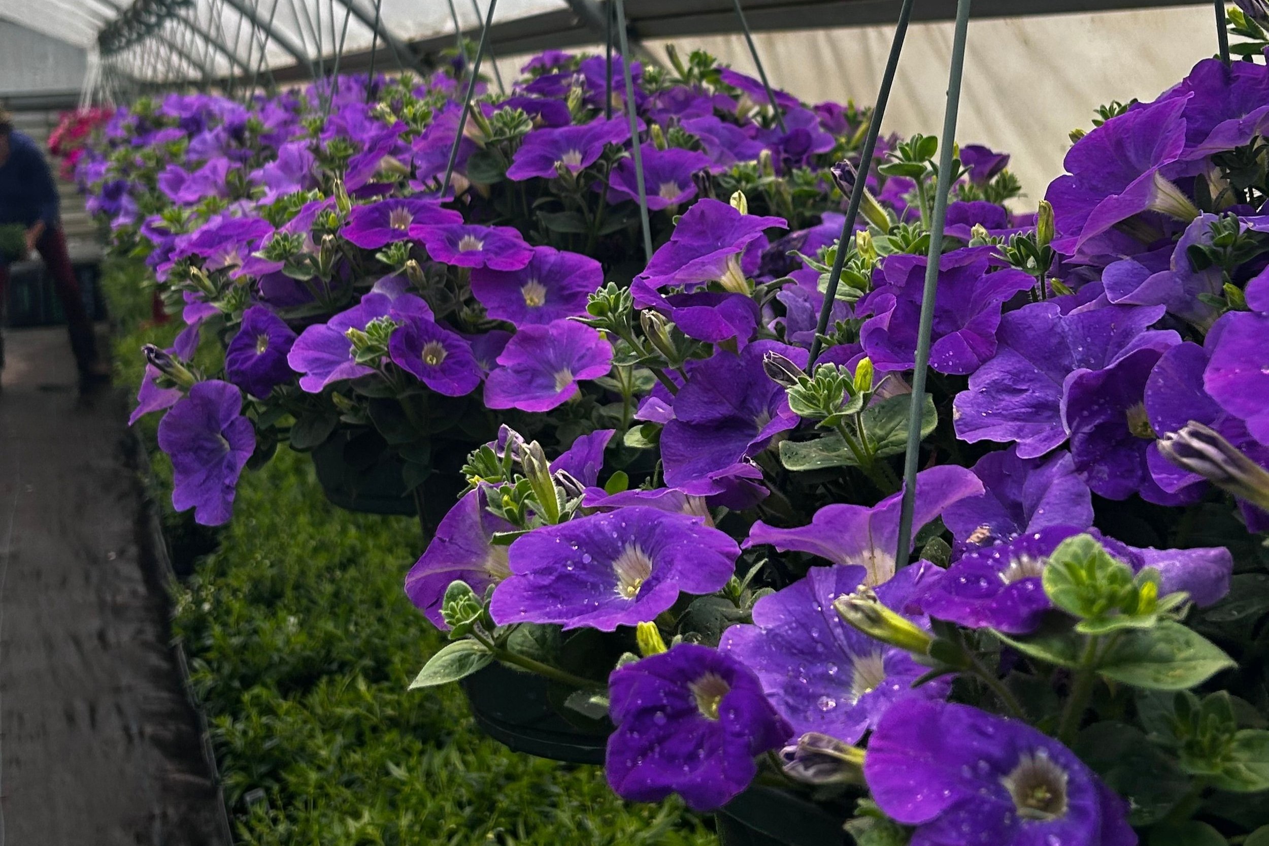 Petunia Surfinia Heavnely Blue