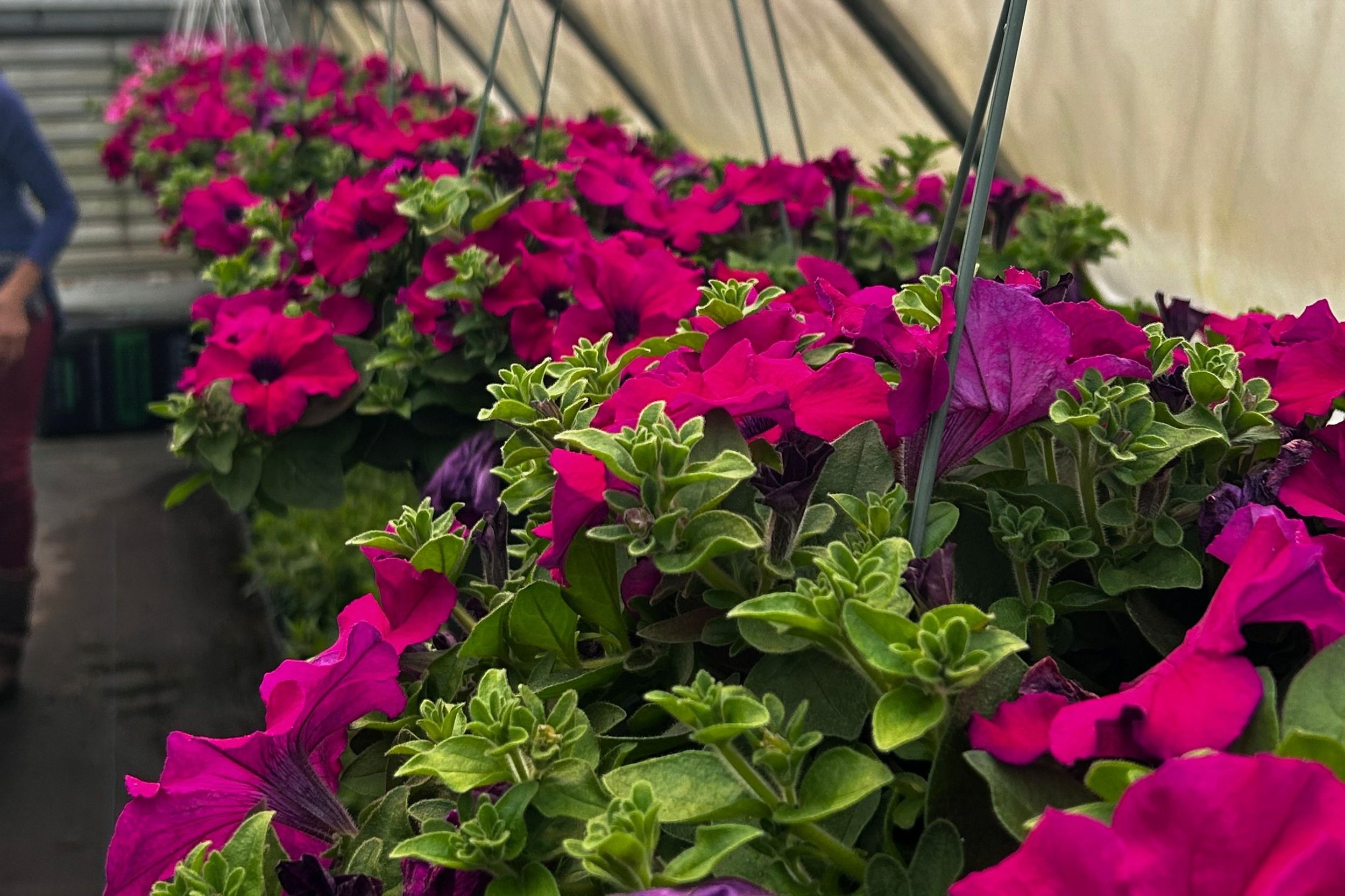 Petunia Surfinia Magenta