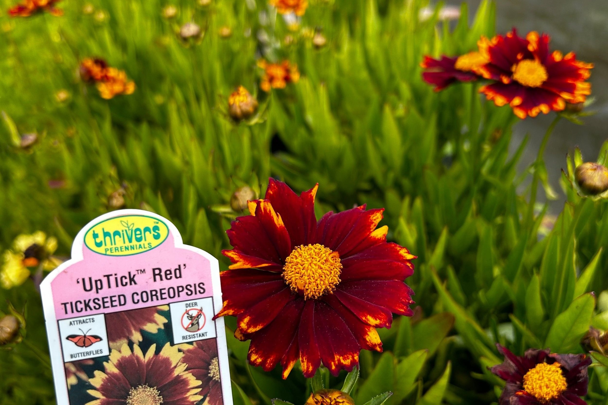 coreopsis+uptick+red.jpg