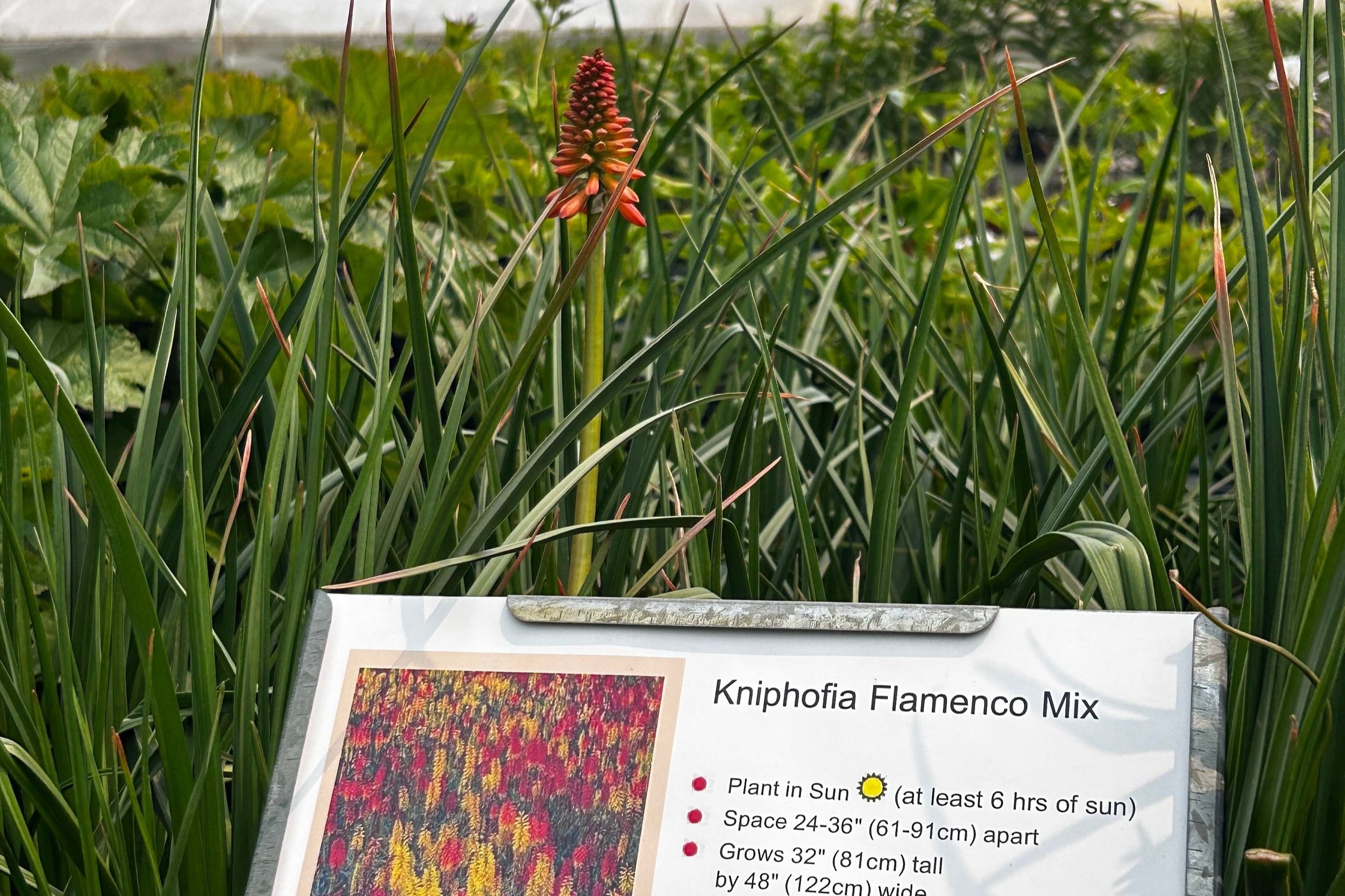 kniphophea+flamenco+mix.jpg