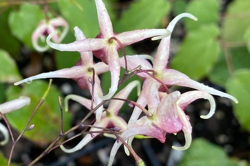 Epimedium x Domino 