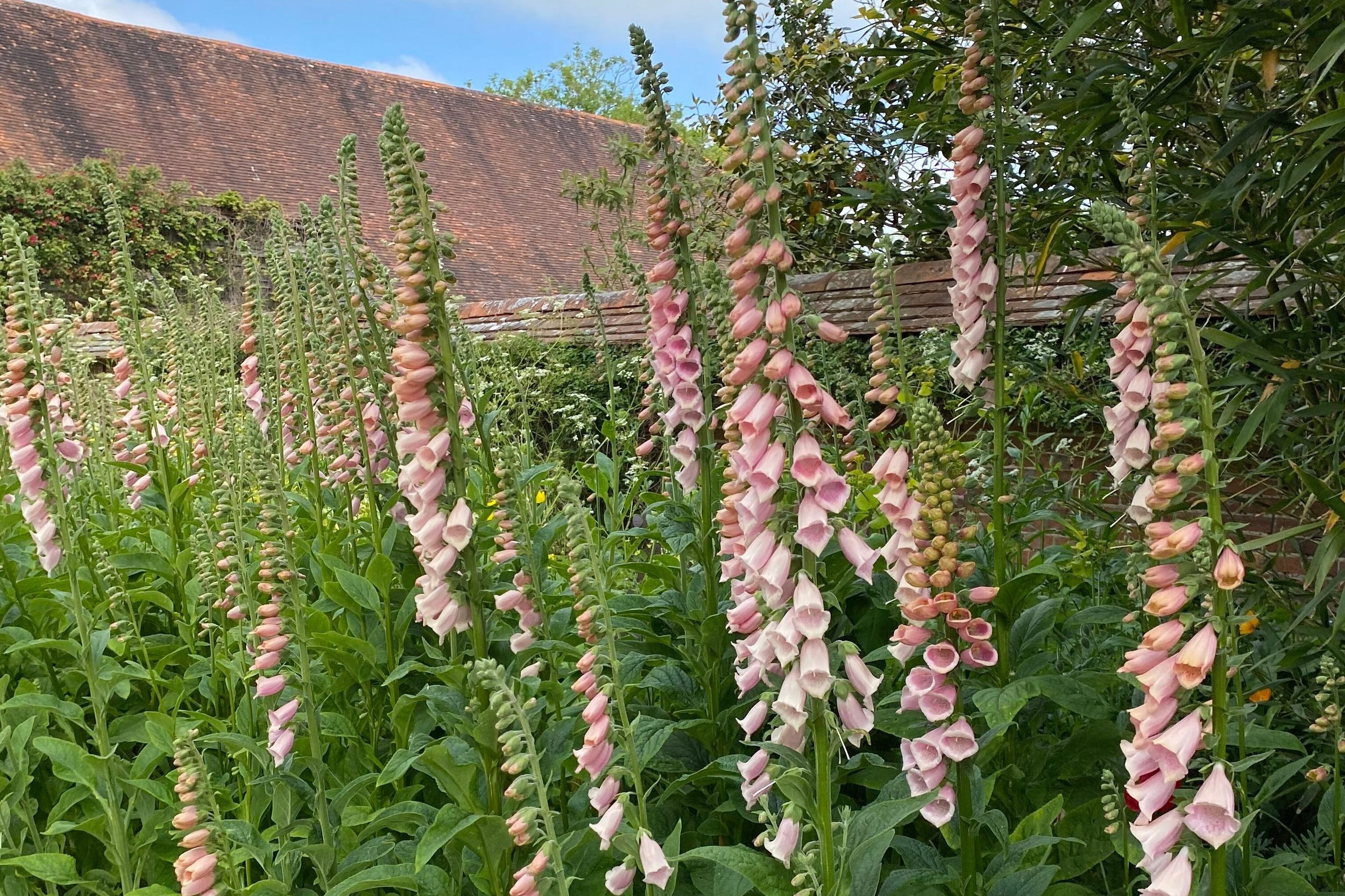 Foxglove Apricot