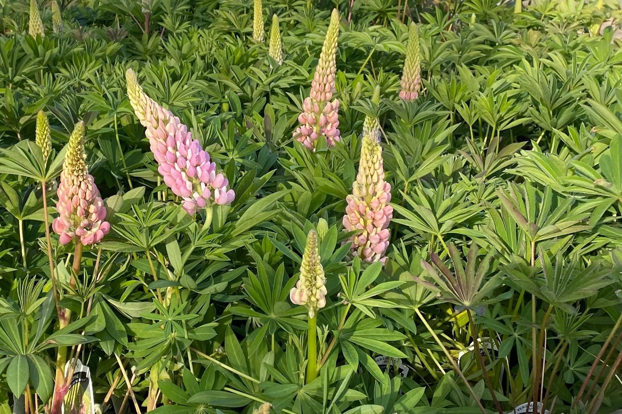 Lupine