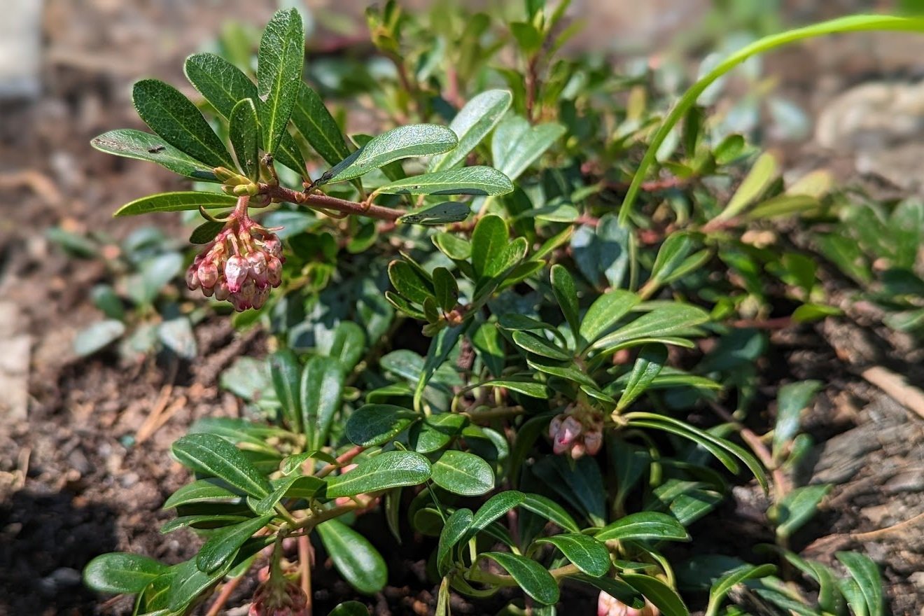 Bearberry (native)