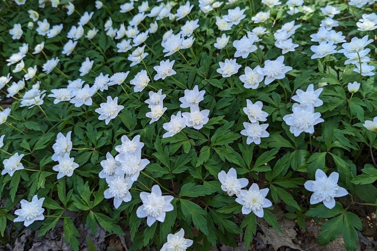 Wood Anenome Vestal