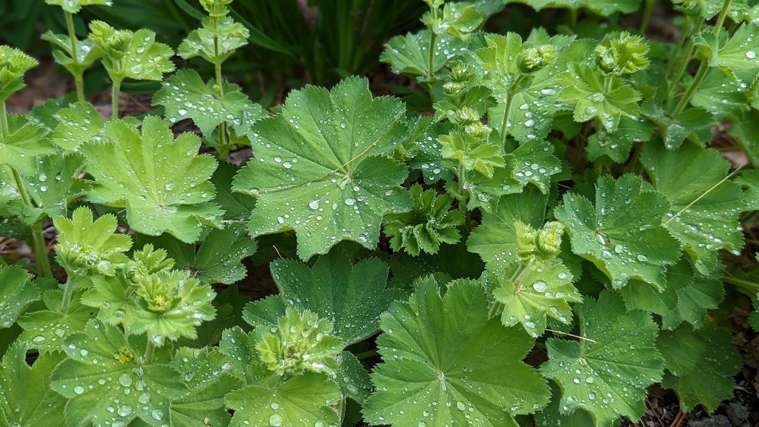 Alchemilla, Lady's Mantle