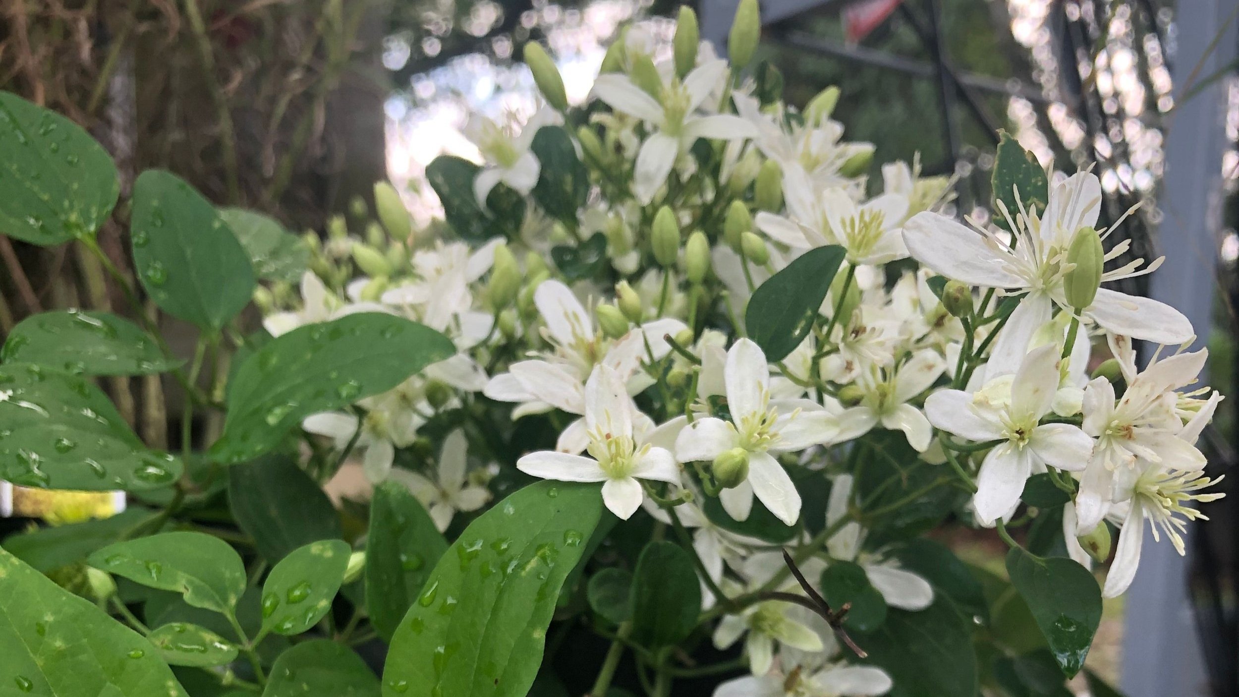 Clematis Sweet Autumn