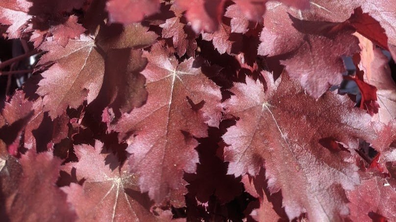 Heuchera Dolce Cherry Truffles