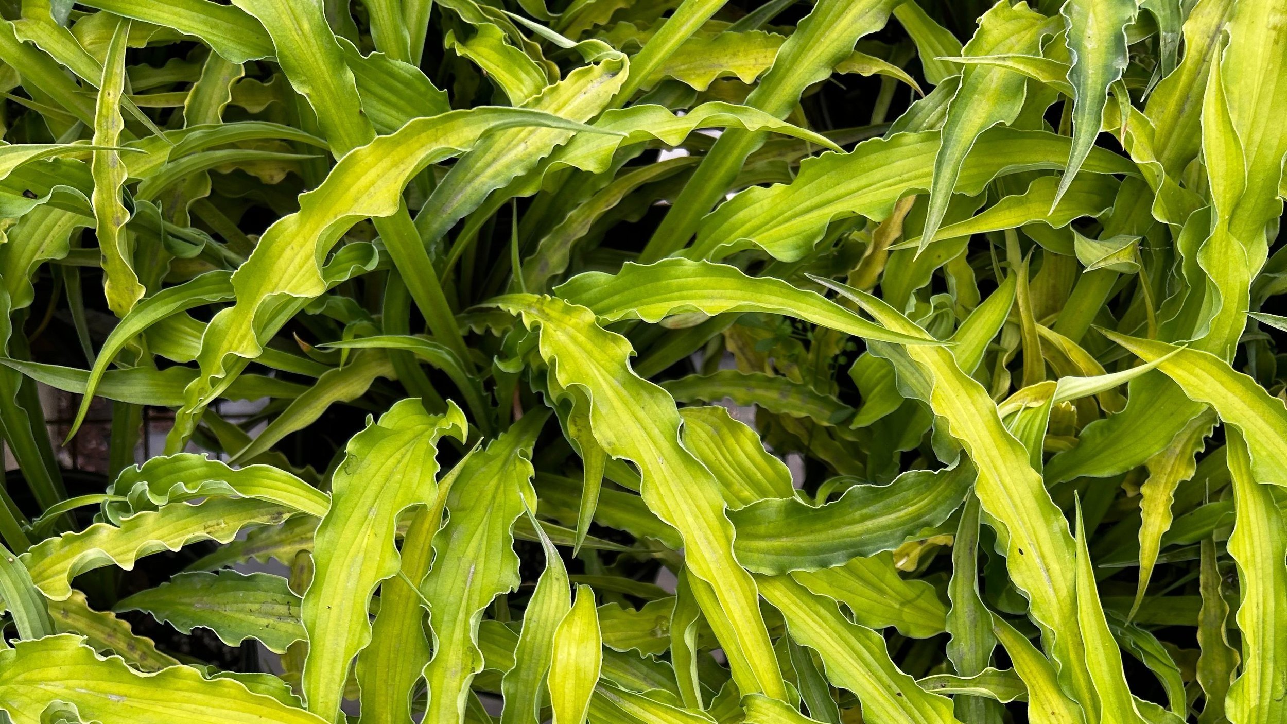 Hosta Frech Fries 