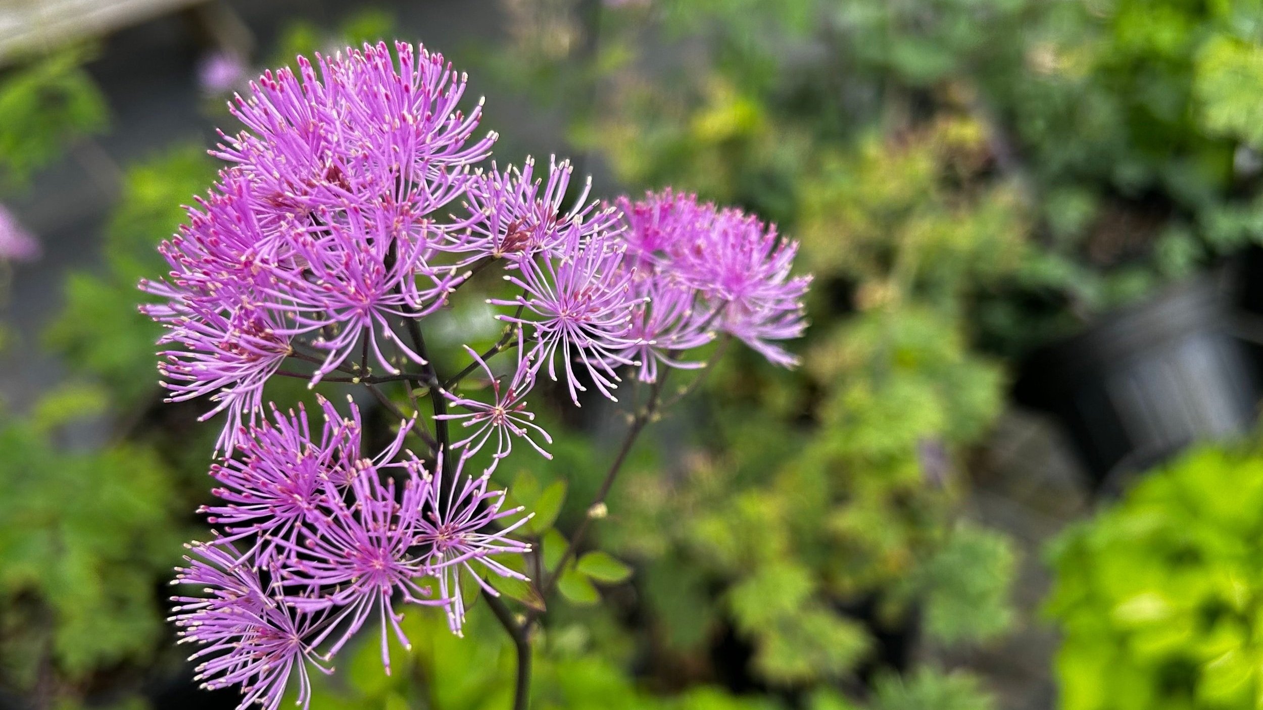 Thalictrum Black Stockings