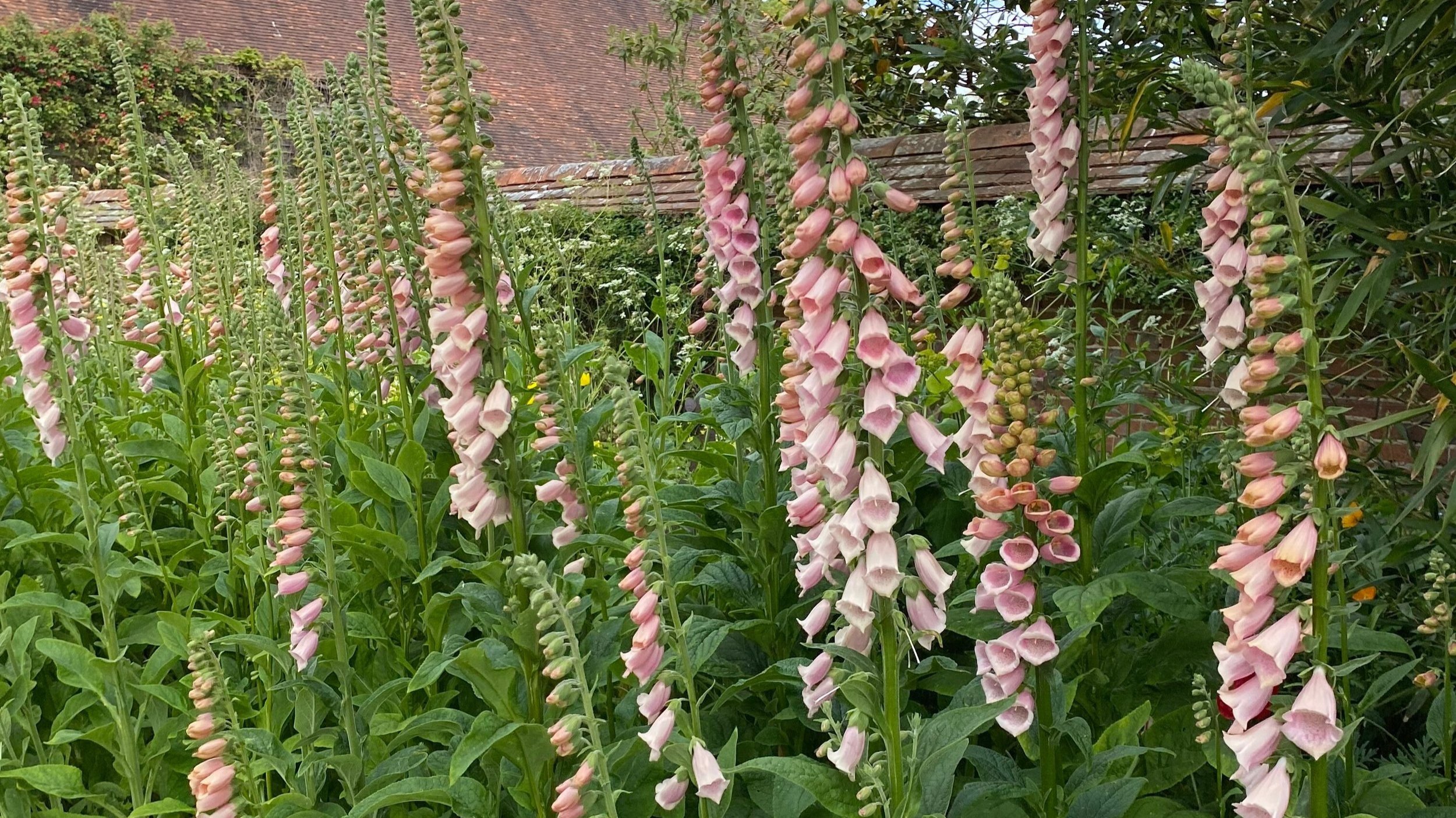 Apricot Foxgloves