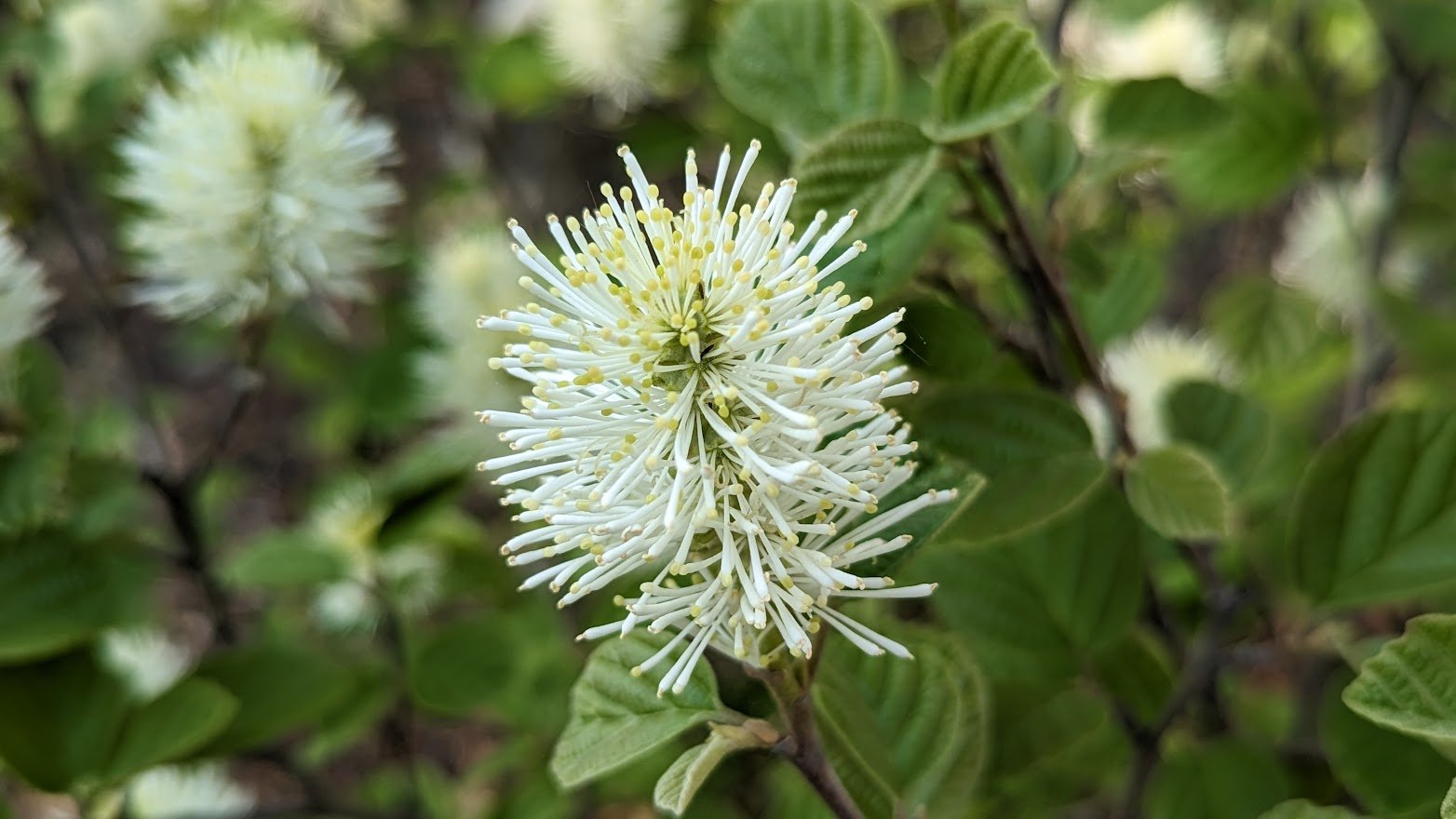 Fothergilla