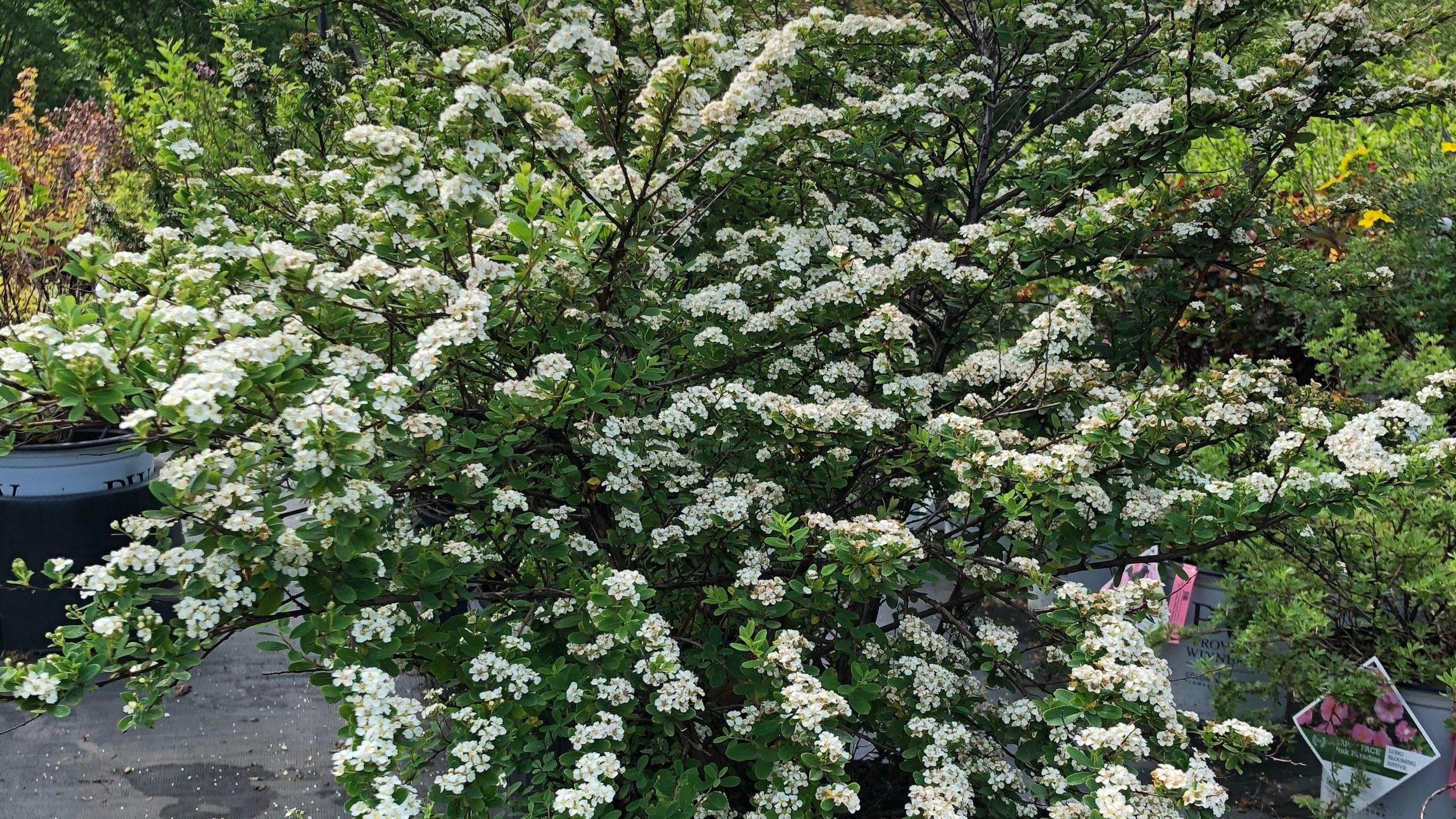 Spirea Snowmound