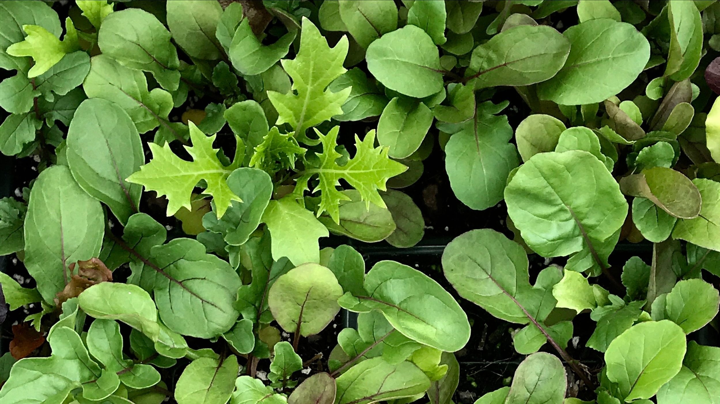 Mixed Mesclun Greens