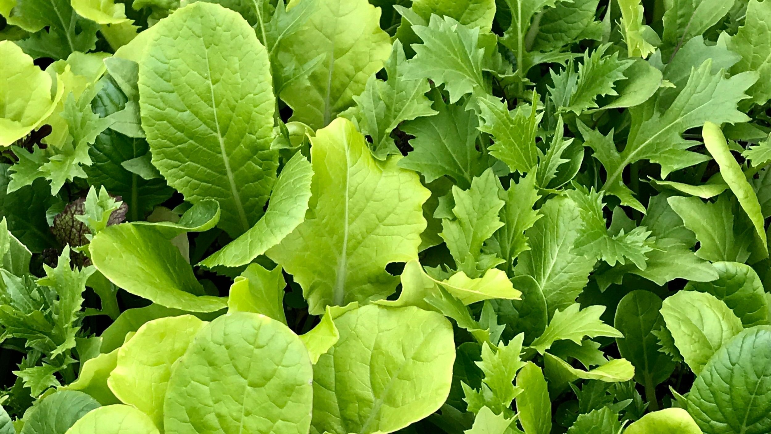 Spicy Micro Greens