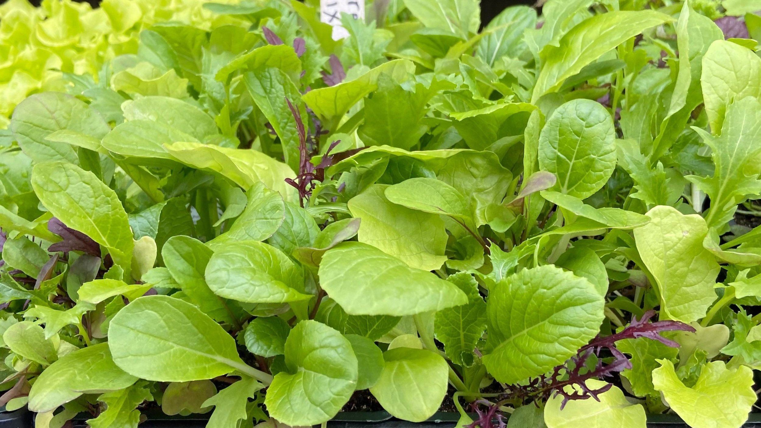 Mesculin Mix Asian Salad Greens