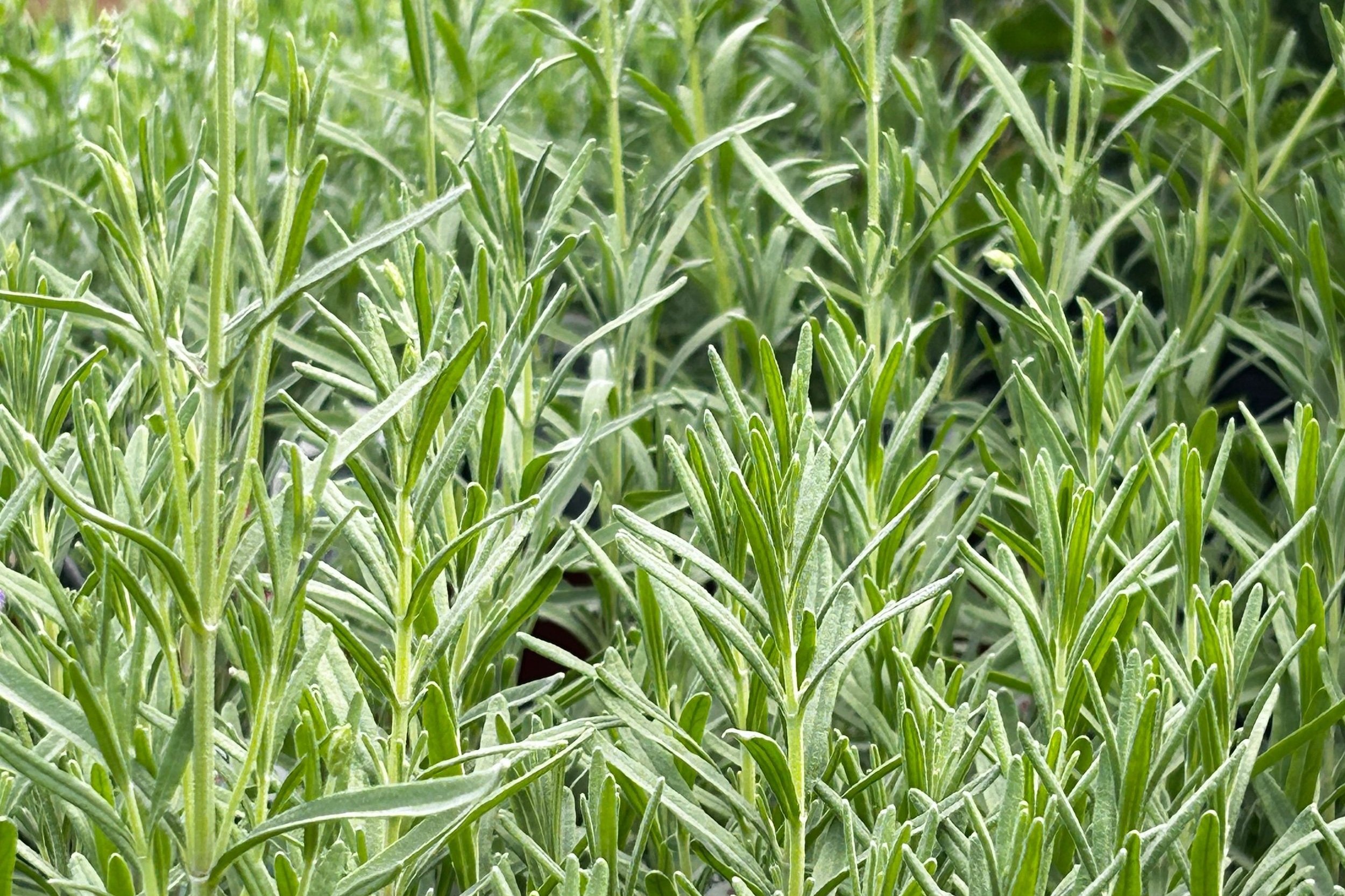 Lavender hidcote