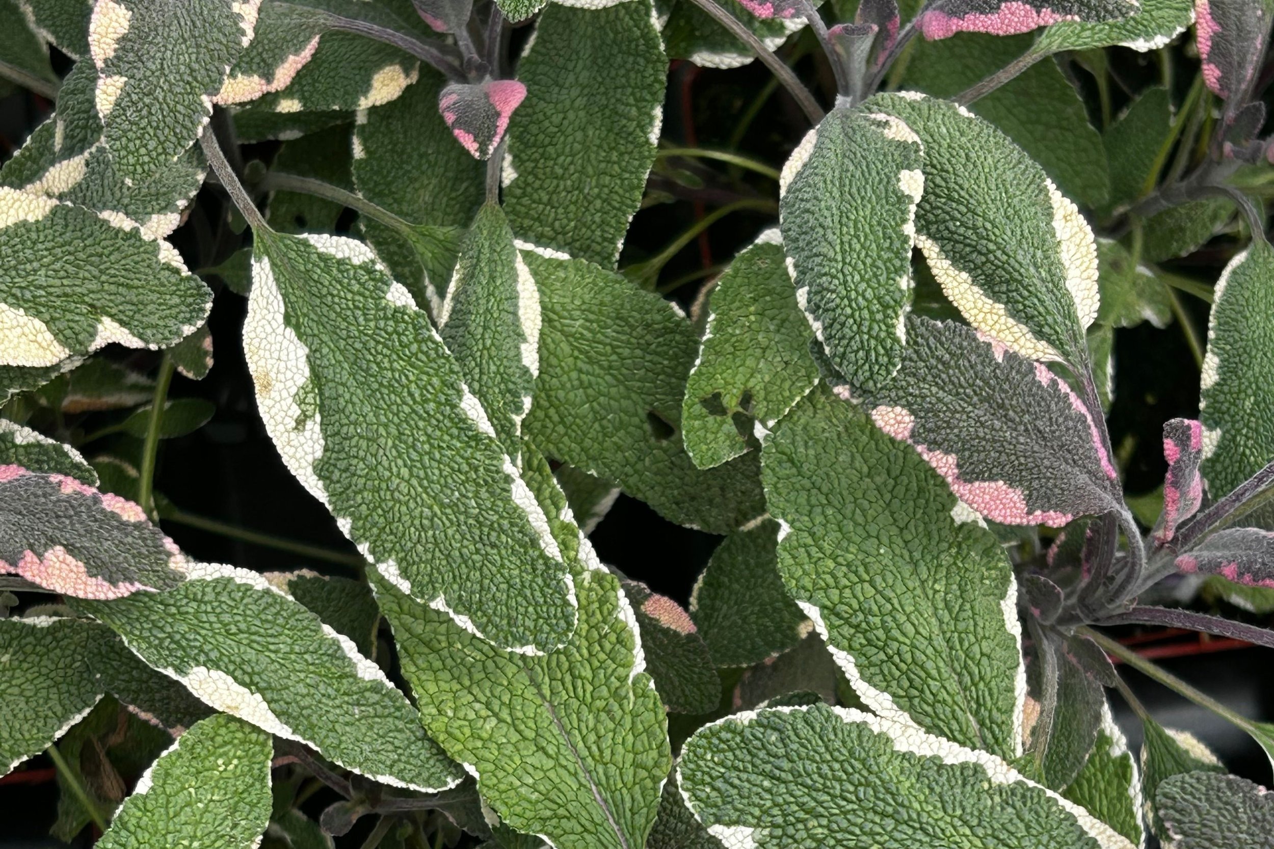 Sage tricolor