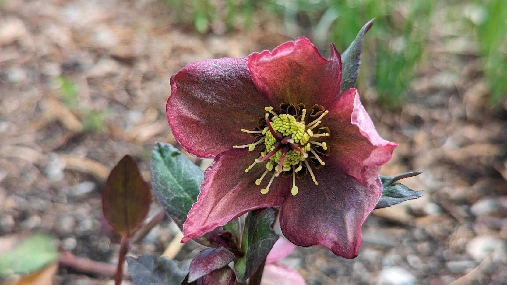 Hellebore