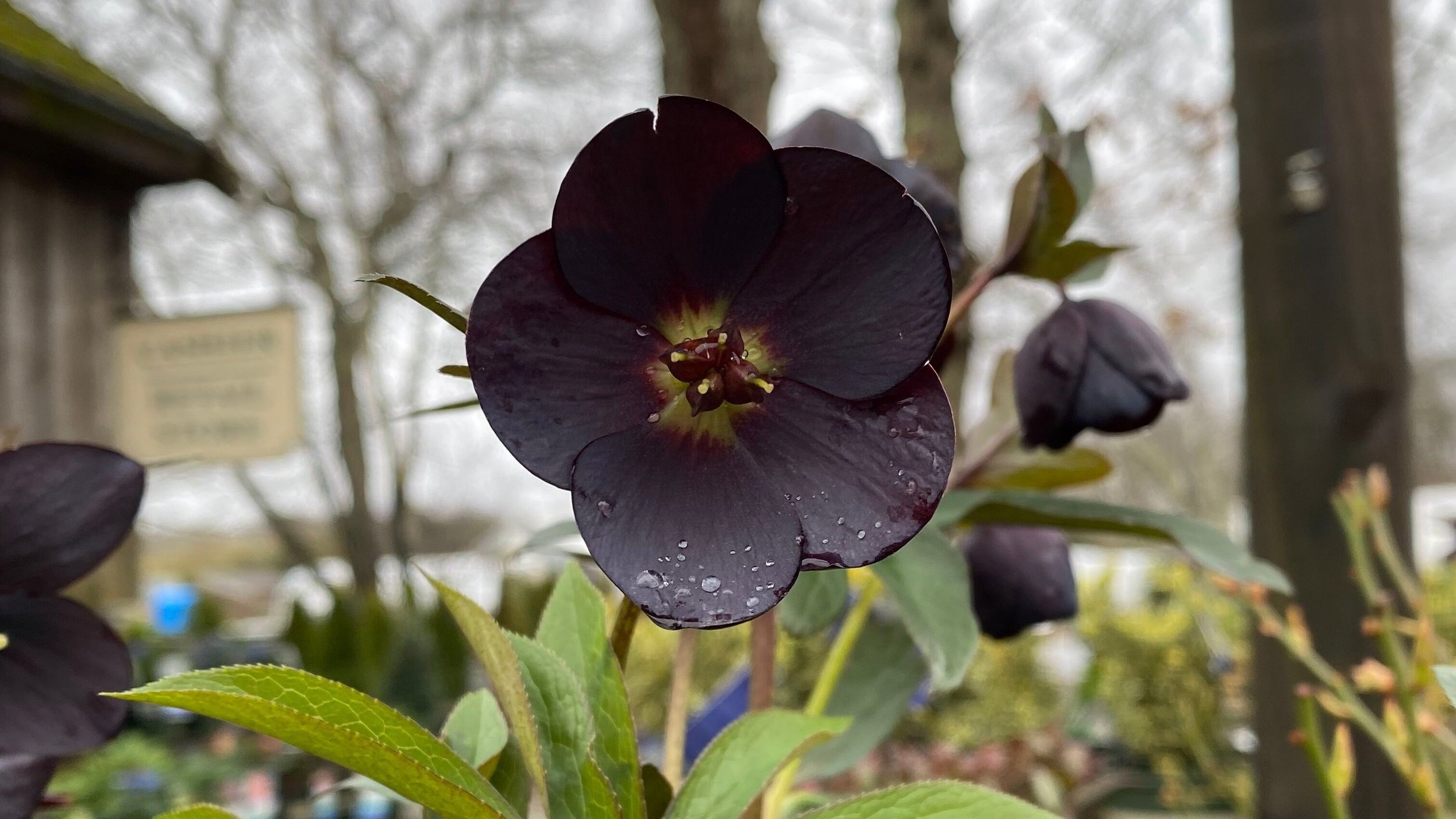 Hellebore