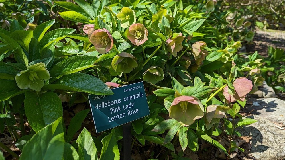 Helleborus orientalis 'Pink Lady' Lenten Rose