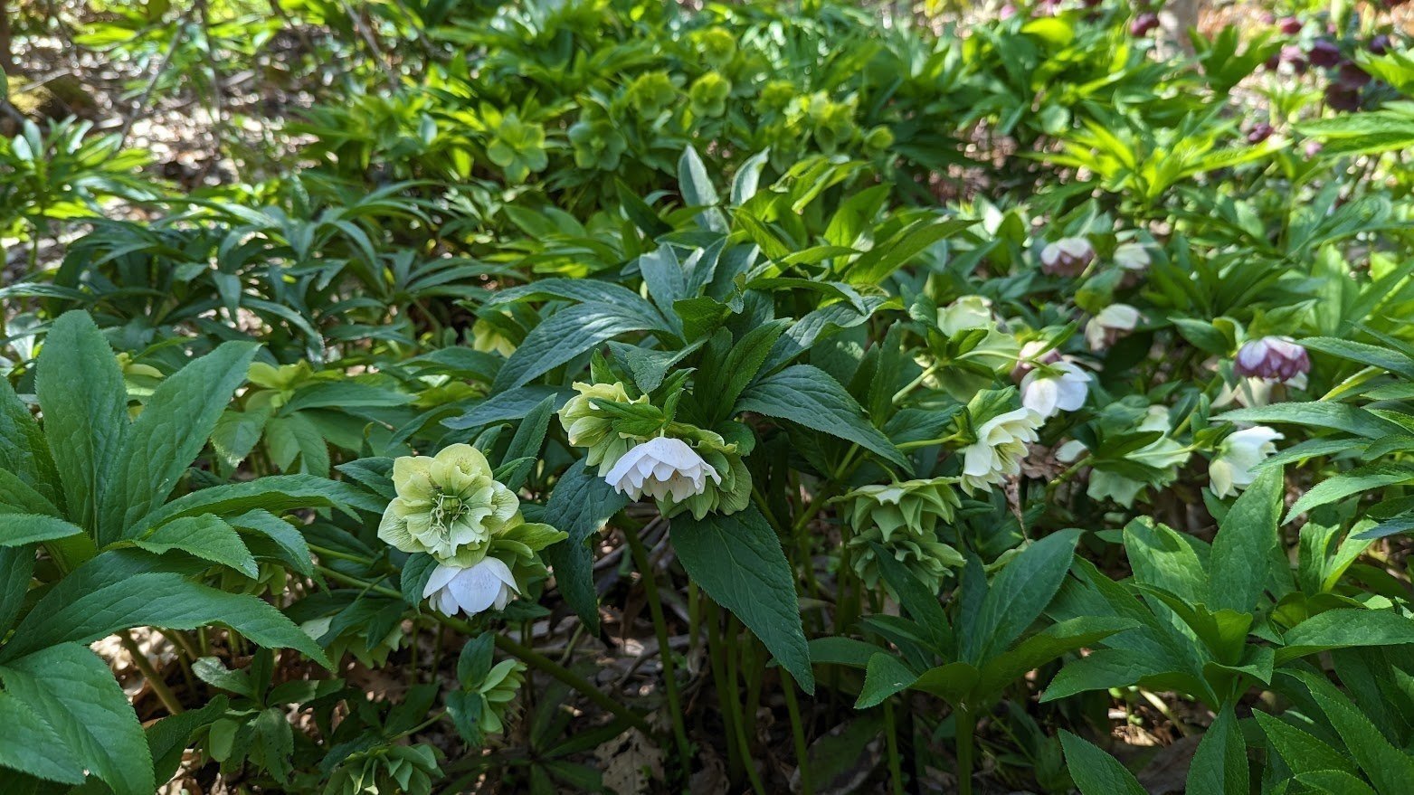 Helleborus x hybridus