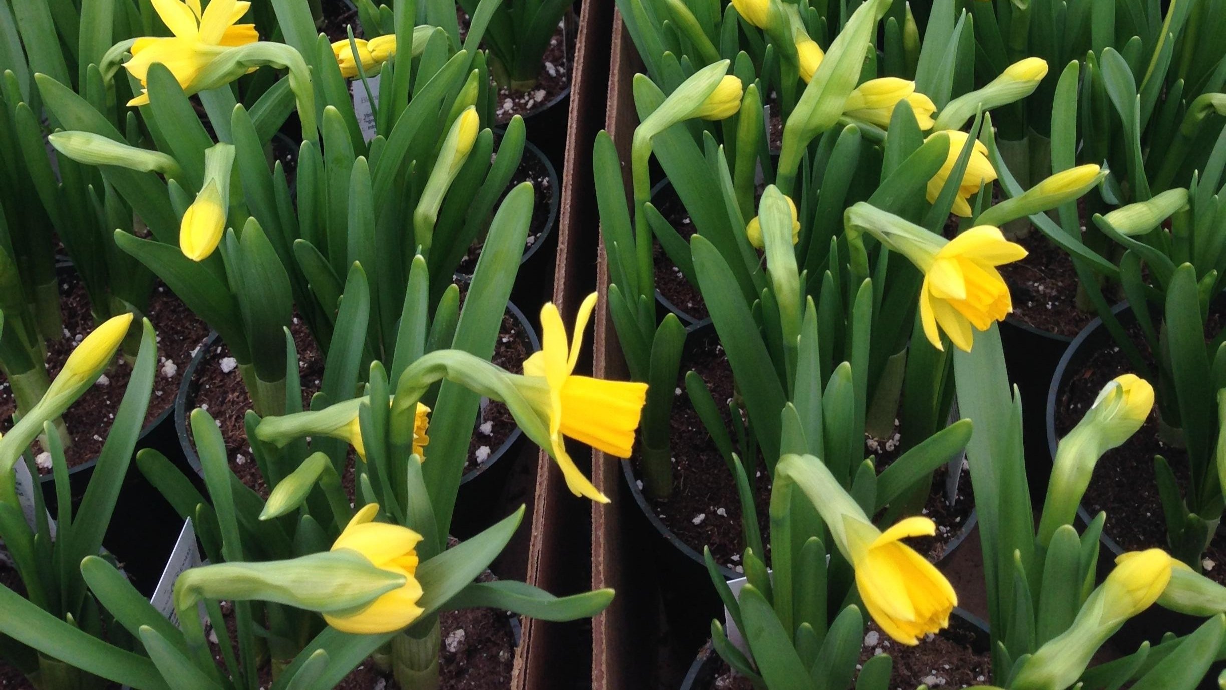 daffodils+tete+e+tete.jpg