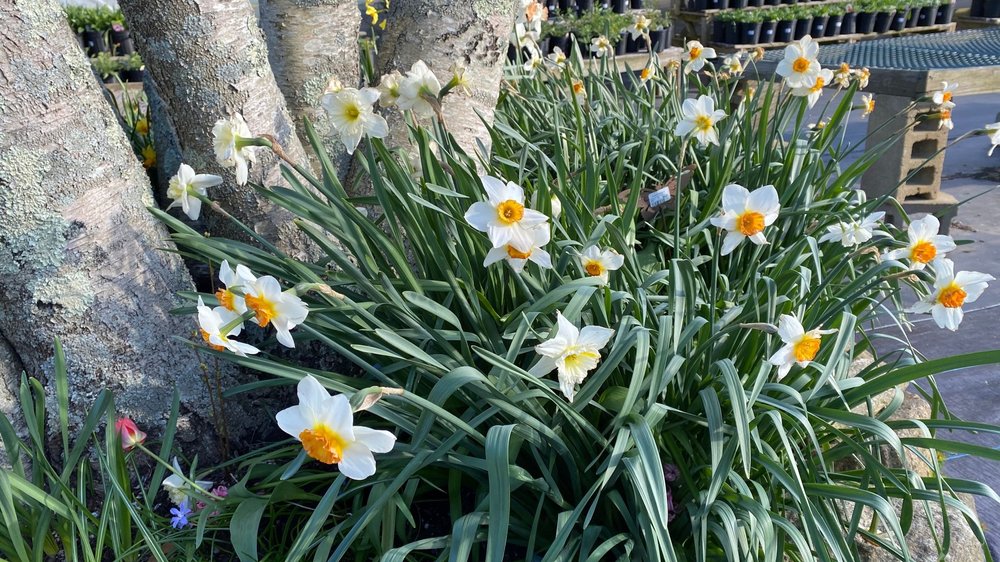 daffodils.jpg