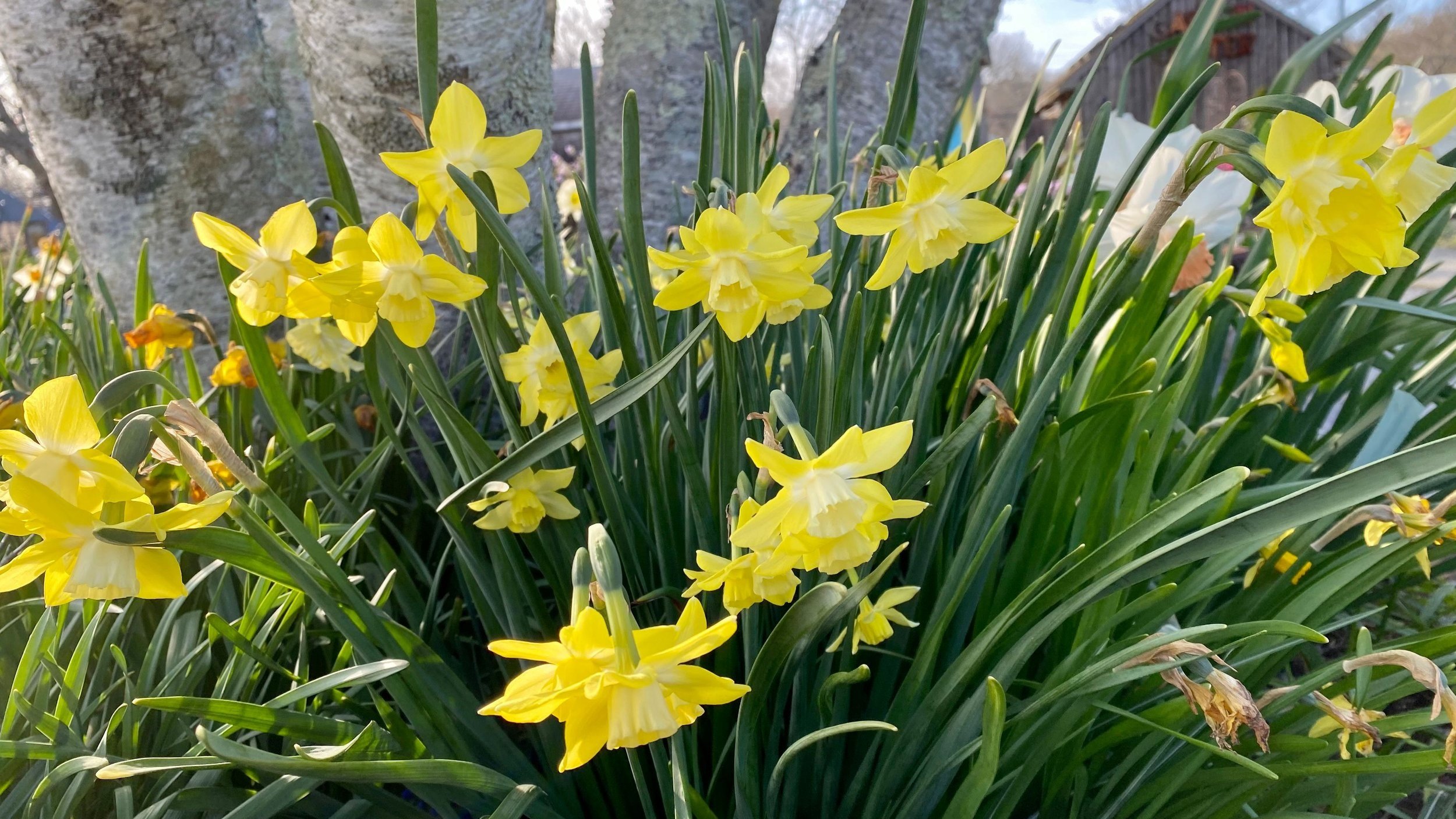 daffodils2.jpg