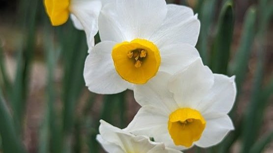 daffodils.jpg