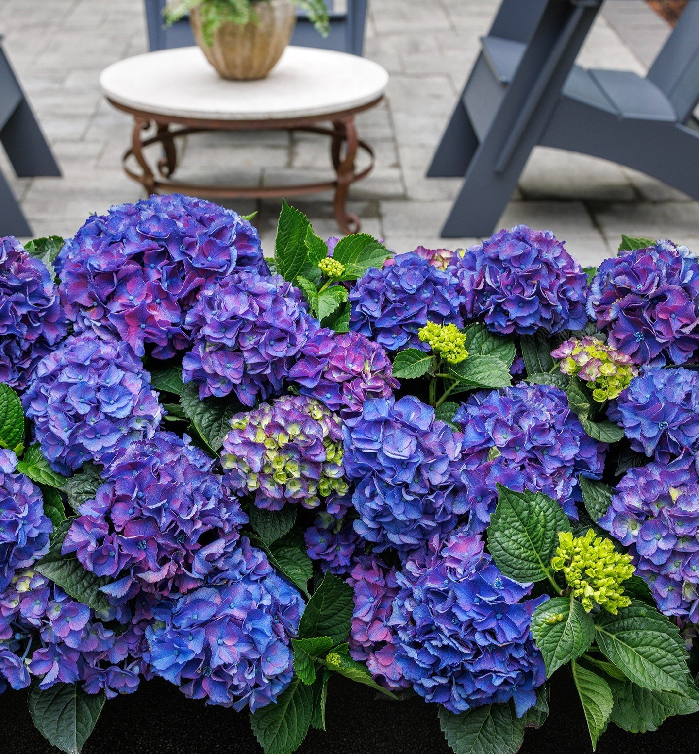 Achieve patio perfection this year! We offer compact, reblooming Seaside Serenade&reg; Hydrangeas from @MonroviaPlants for the perfect container-sized finishing touch to all your entertaining areas.

#hydrangea #hydrangealover #outdoorliving #patiola