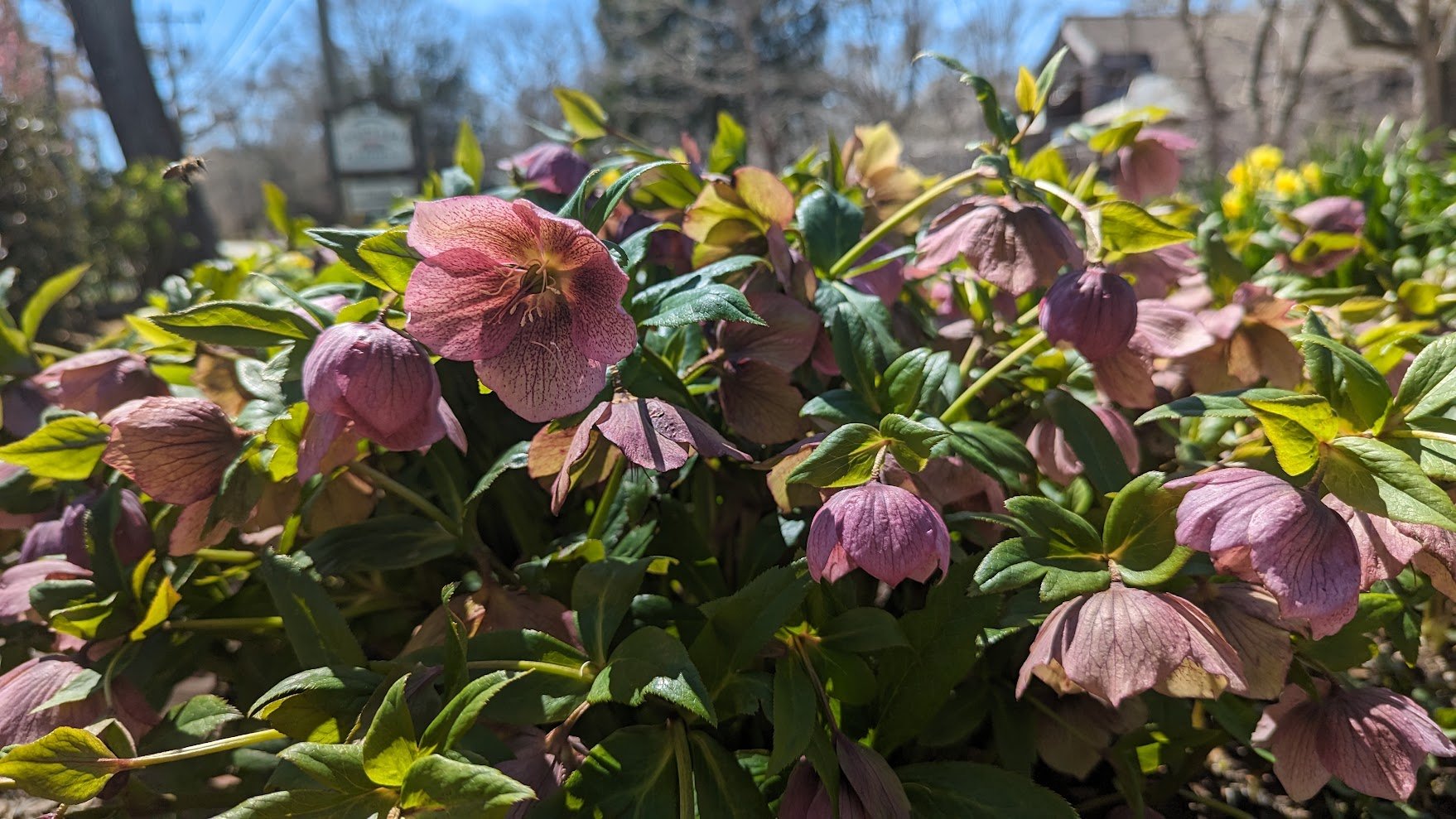 hellebore.jpg