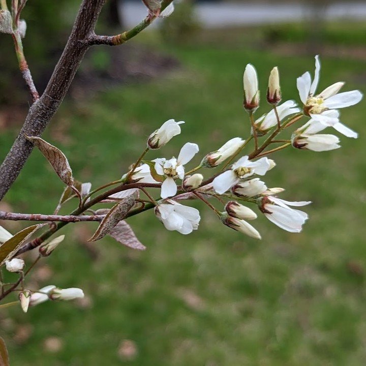 [Plant Profile] Serviceberry 

Known as Shad Trees on Martha&rsquo;s Vineyard because they bloom when the Shad (a type of small fish) swim up the creeks here on the island to breed.

🐝One of the earliest blooming shrubs in spring, Serviceberries bur